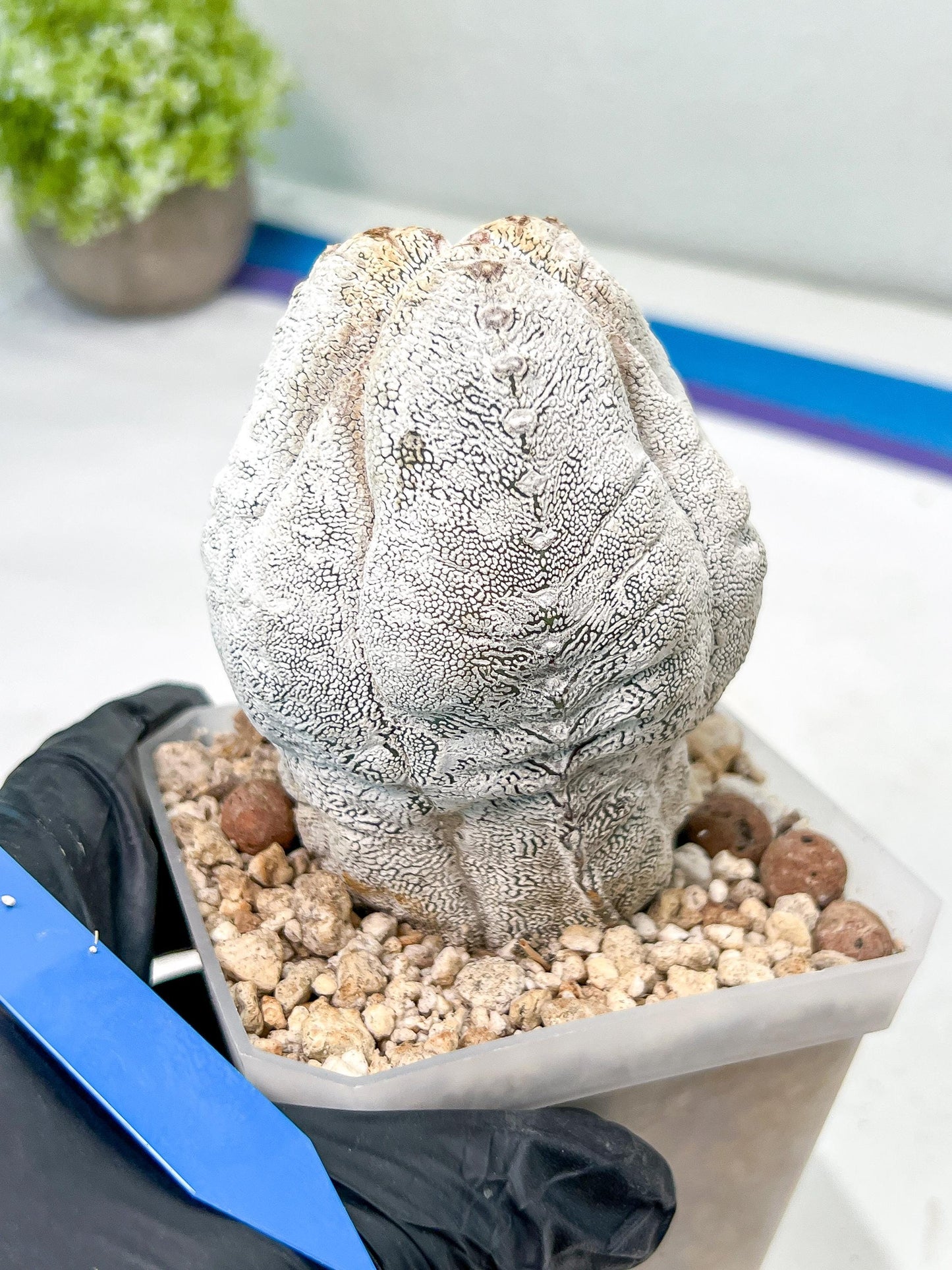 Rare Cactus Type 1 | Myriostigma | Imported Cactus | Rare Succulent
