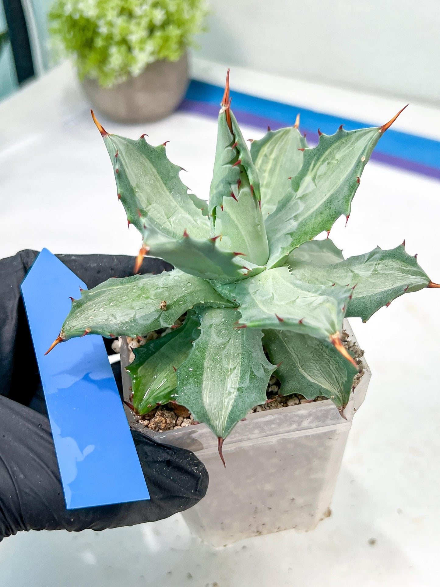 Agave Becky | Rare Import