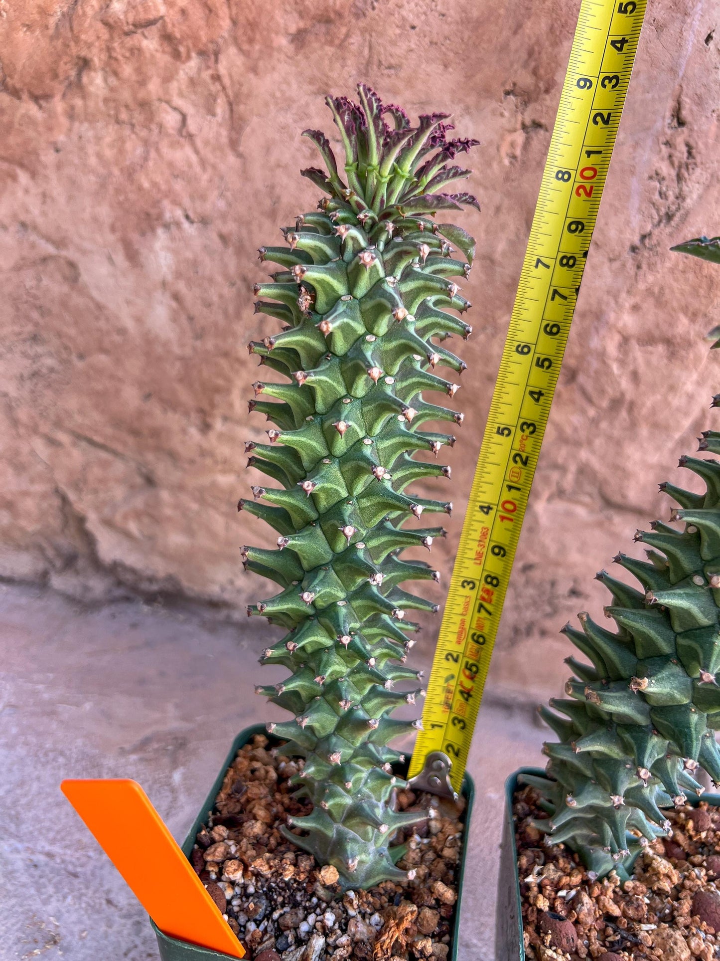 Monadenium Guentheri 2.0 | Imported Cactus | Rare Succulent