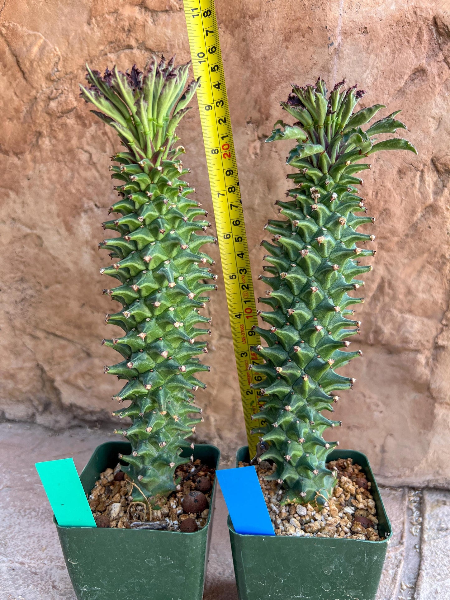 Monadenium Guentheri 2.0 | Imported Cactus | Rare Succulent
