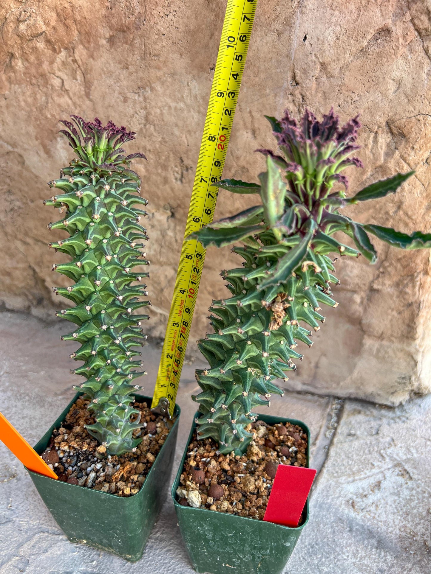 Monadenium Guentheri 2.0 | Imported Cactus | Rare Succulent