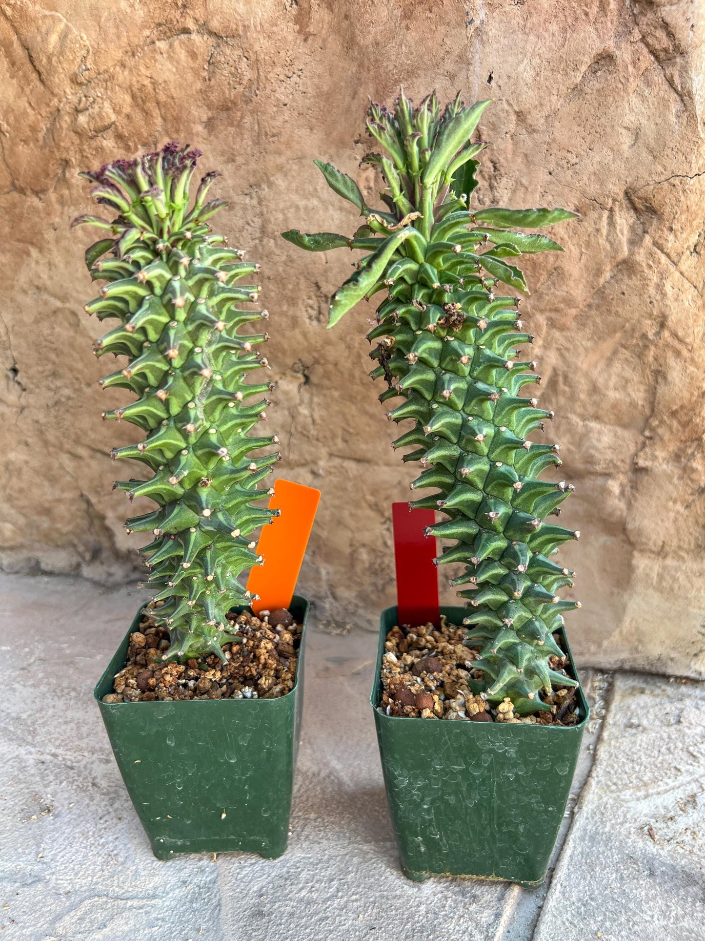 Monadenium Guentheri 2.0 | Imported Cactus | Rare Succulent