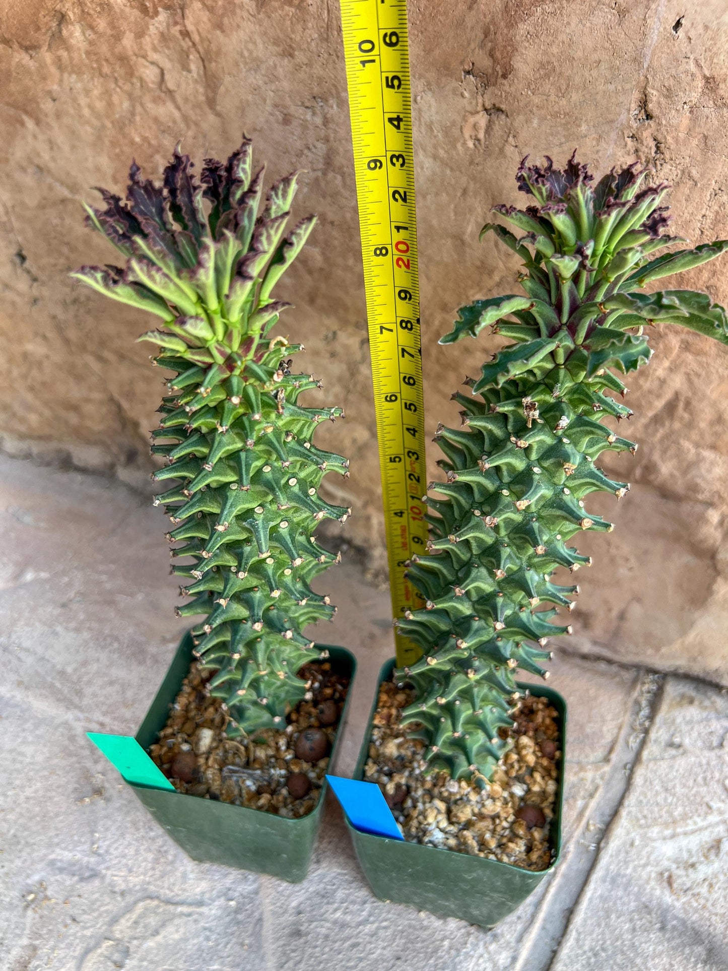 Monadenium Guentheri 2.0 | Imported Cactus | Rare Succulent