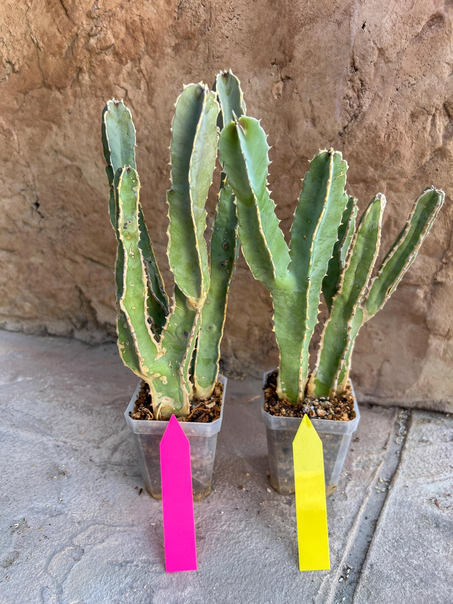 Ammak 'Green' | Rare Imported Plants | 2.5" Pot