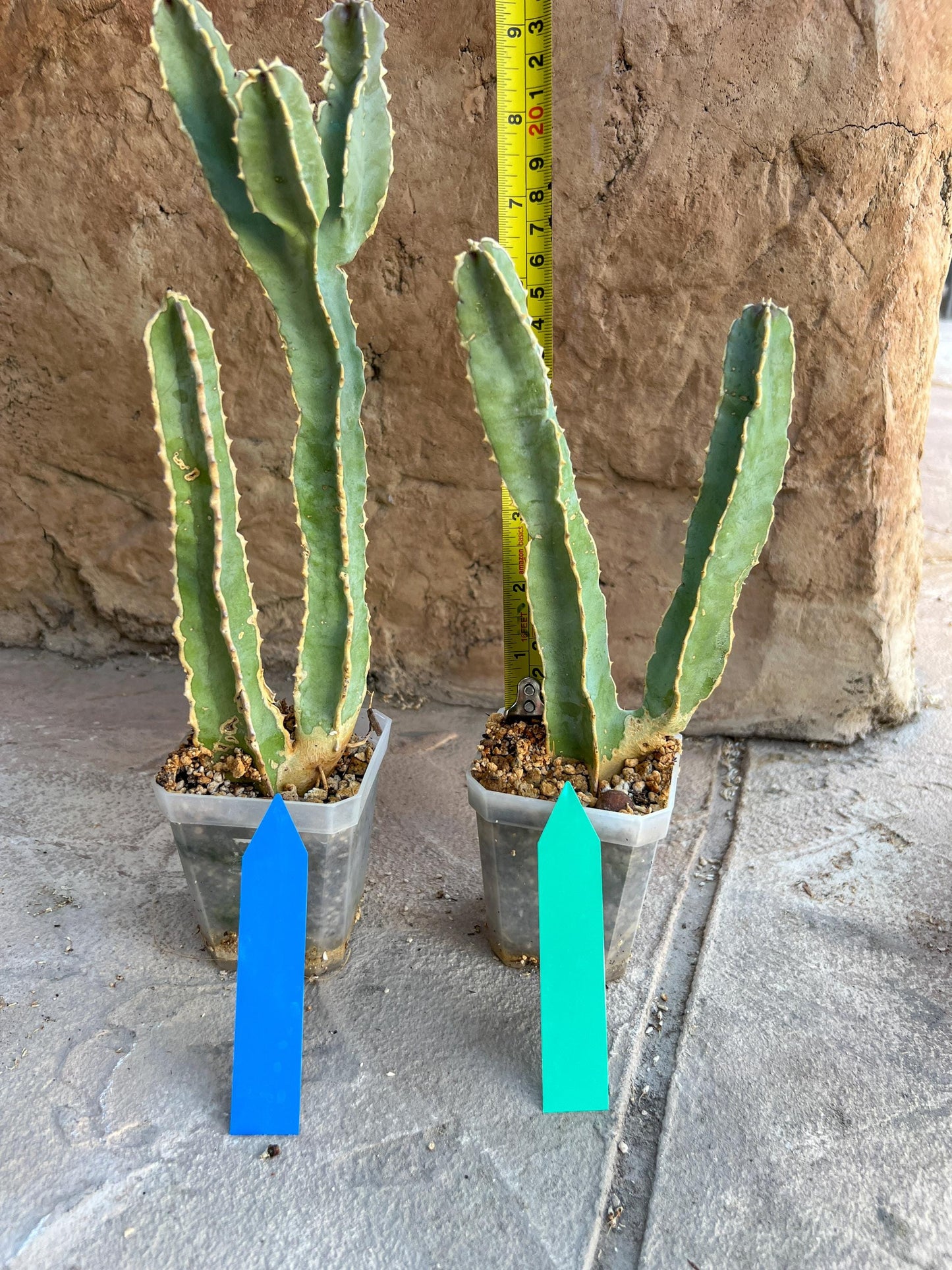 Ammak 'Green' | Rare Imported Plants | 2.5" Pot