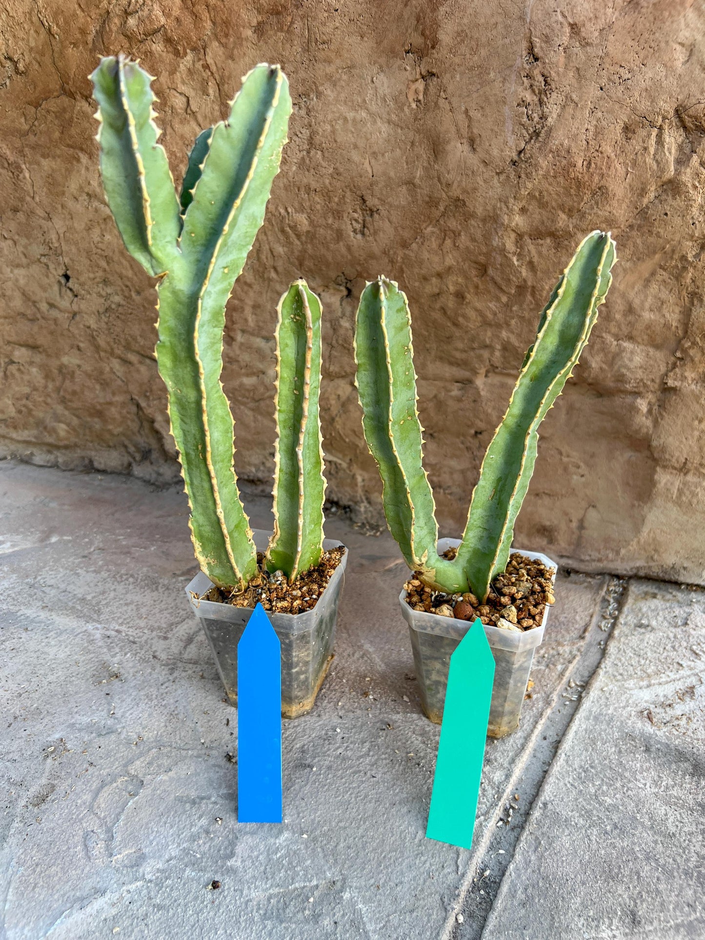 Ammak 'Green' | Rare Imported Plants | 2.5" Pot