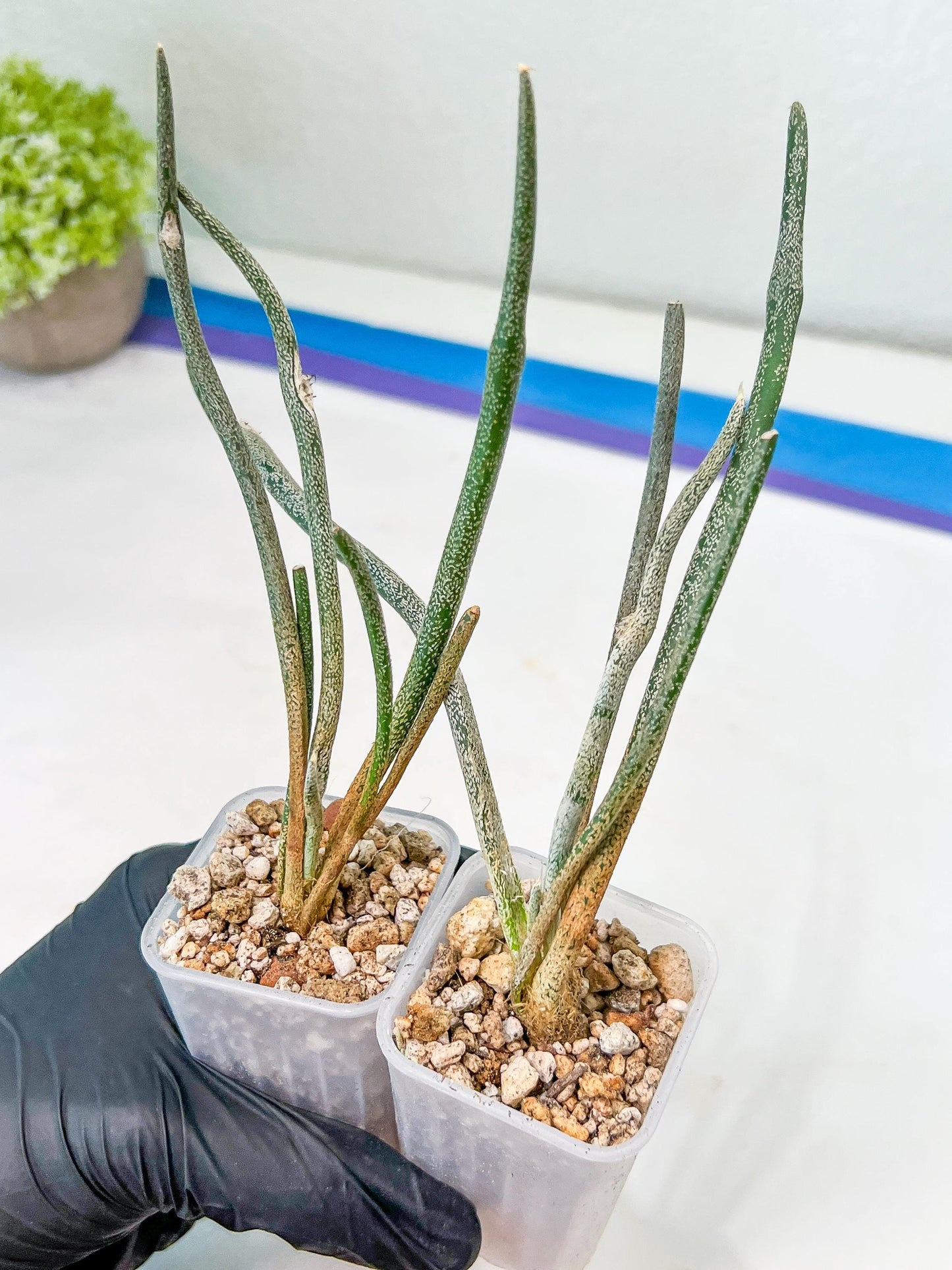 Caput Medusae | Imported Cactus | Rare Succulent