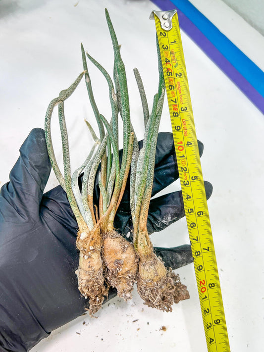 Caput Medusae (2) | Imported Cactus | Rare Succulent