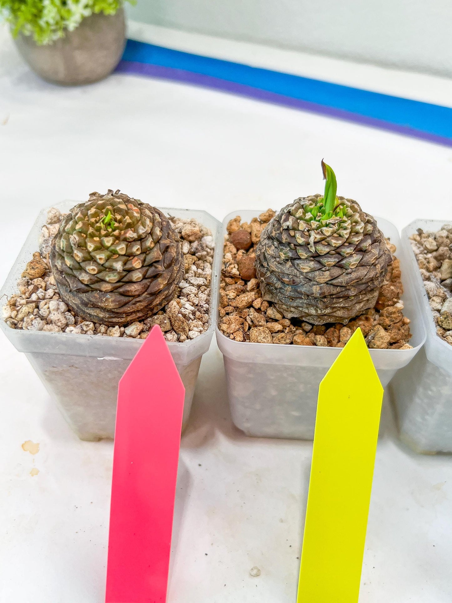 Euphorb Bupleurifolia | Imported Cactus | Rare Succulent