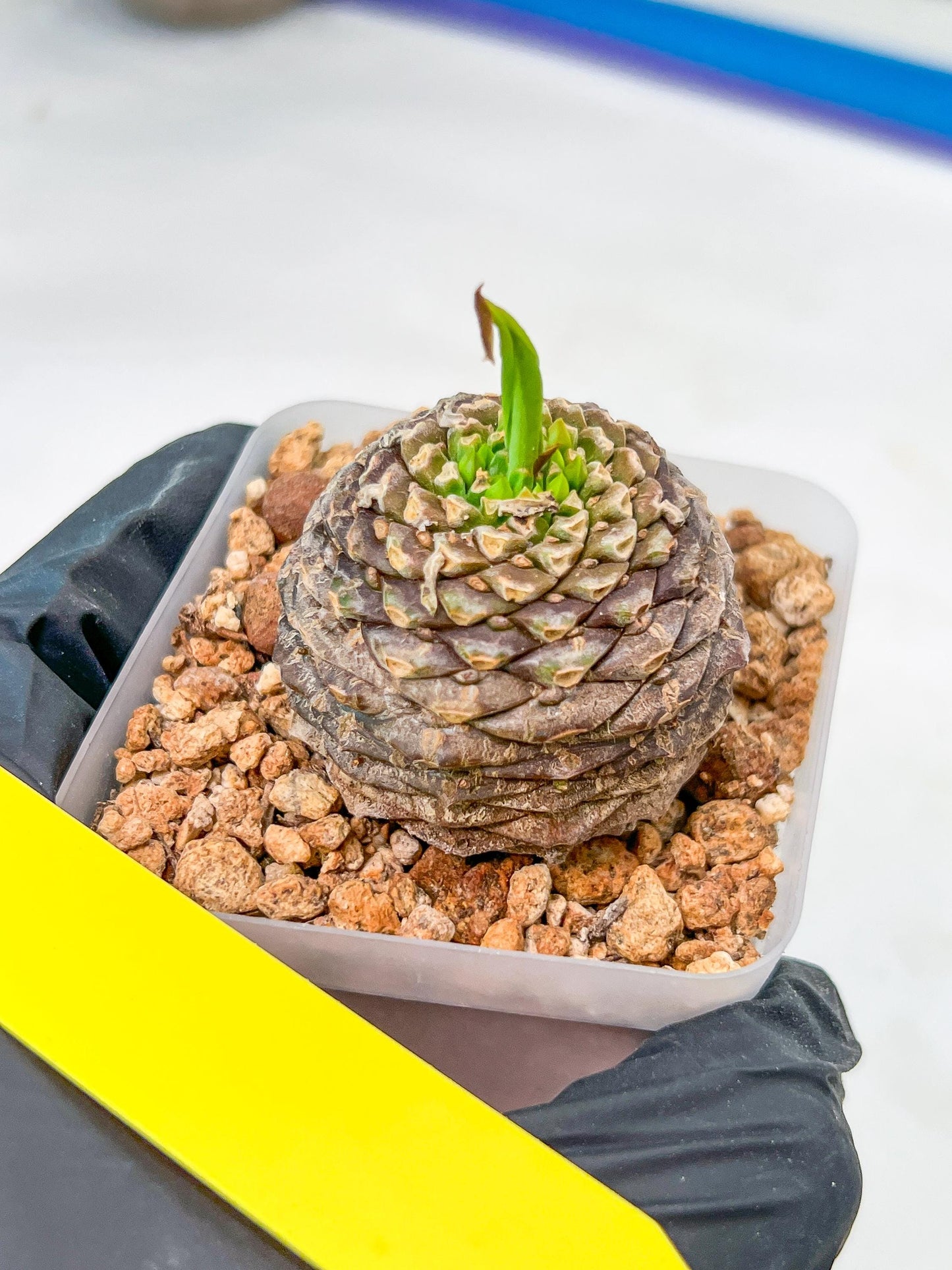 Euphorb Bupleurifolia | Imported Cactus | Rare Succulent