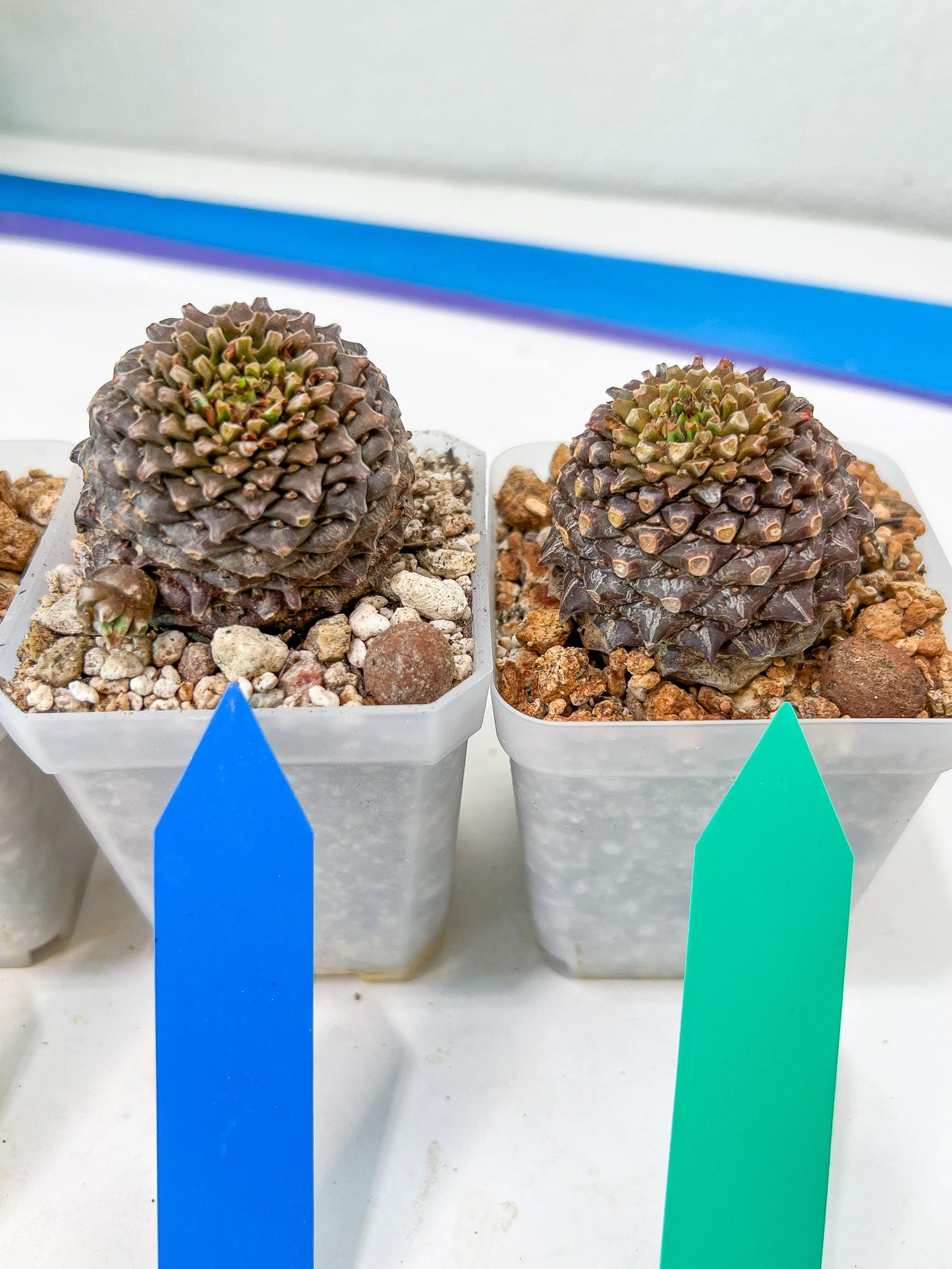 Euphorb Bupleurifolia | Imported Cactus | Rare Succulent