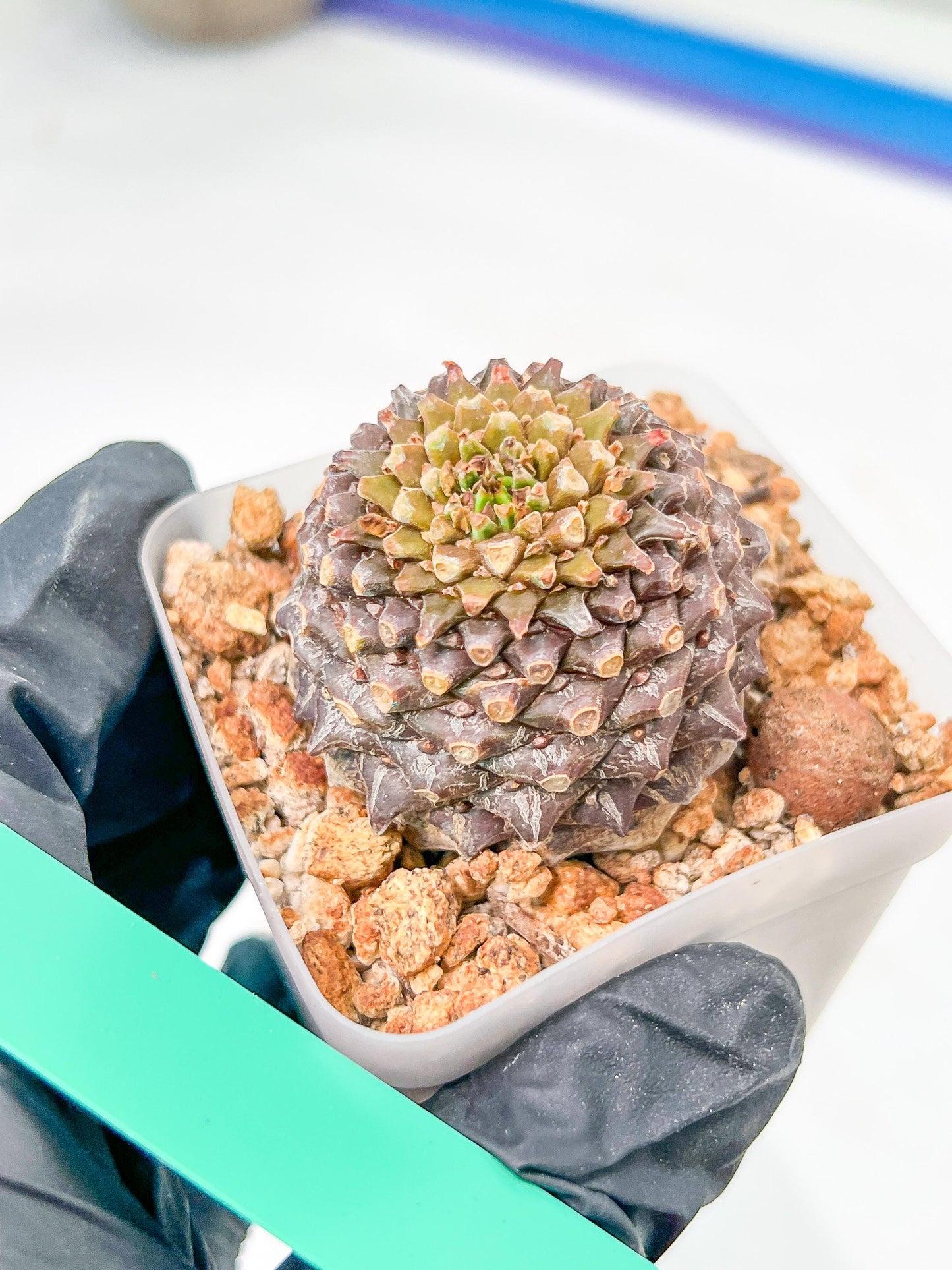 Euphorb Bupleurifolia | Imported Cactus | Rare Succulent