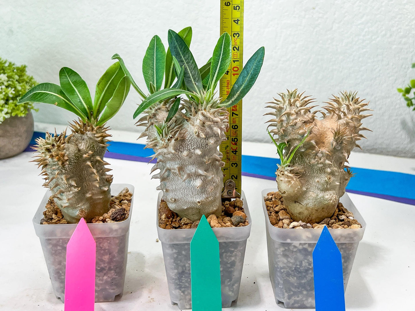 Bevicaule Baker | Import Plants | 2.5' Pots