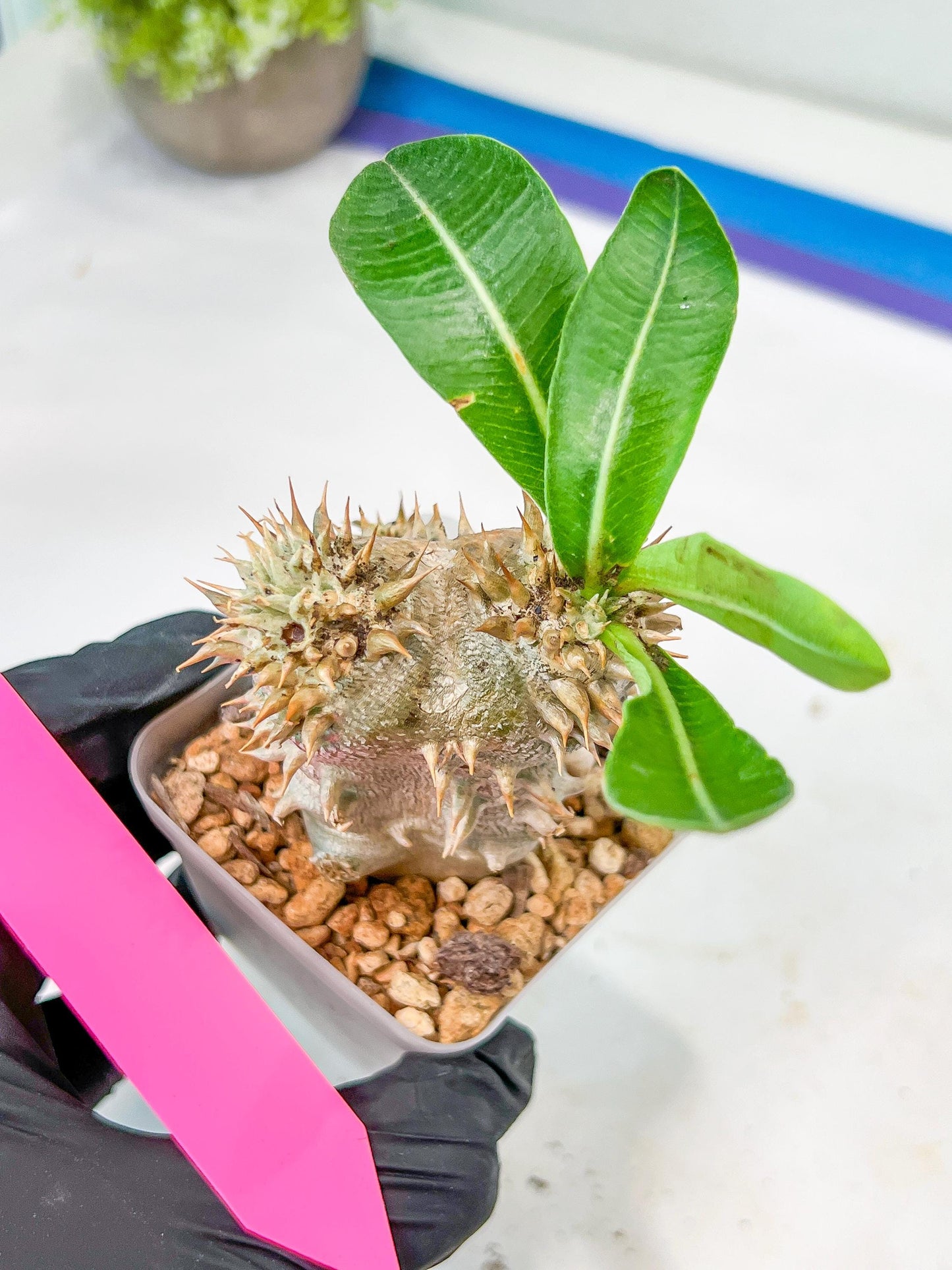 Bevicaule Baker | Import Plants | 2.5' Pots