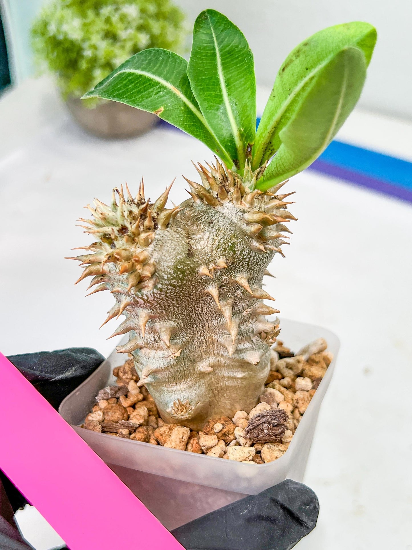 Bevicaule Baker | Import Plants | 2.5' Pots