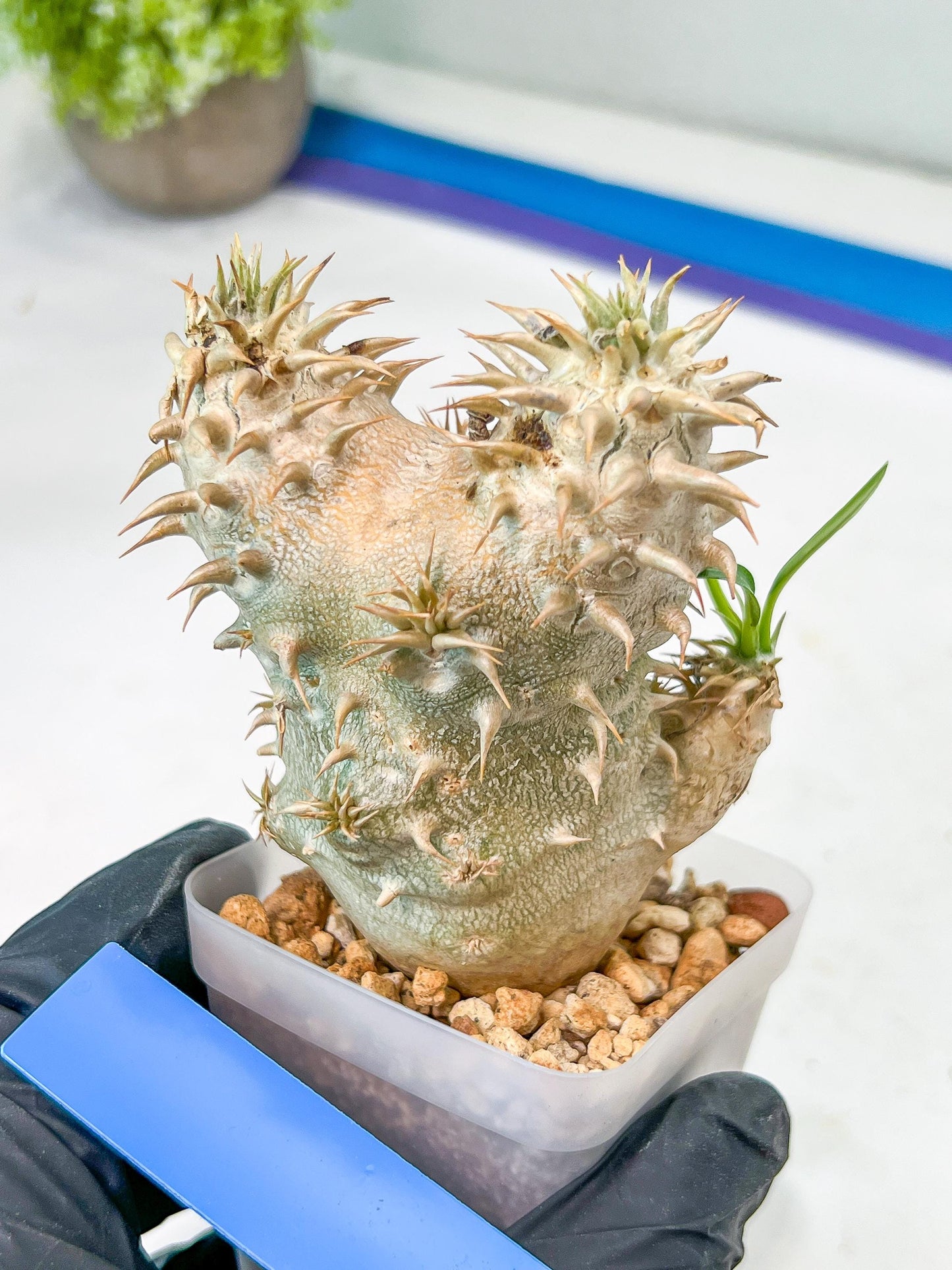 Bevicaule Baker | Import Plants | 2.5' Pots