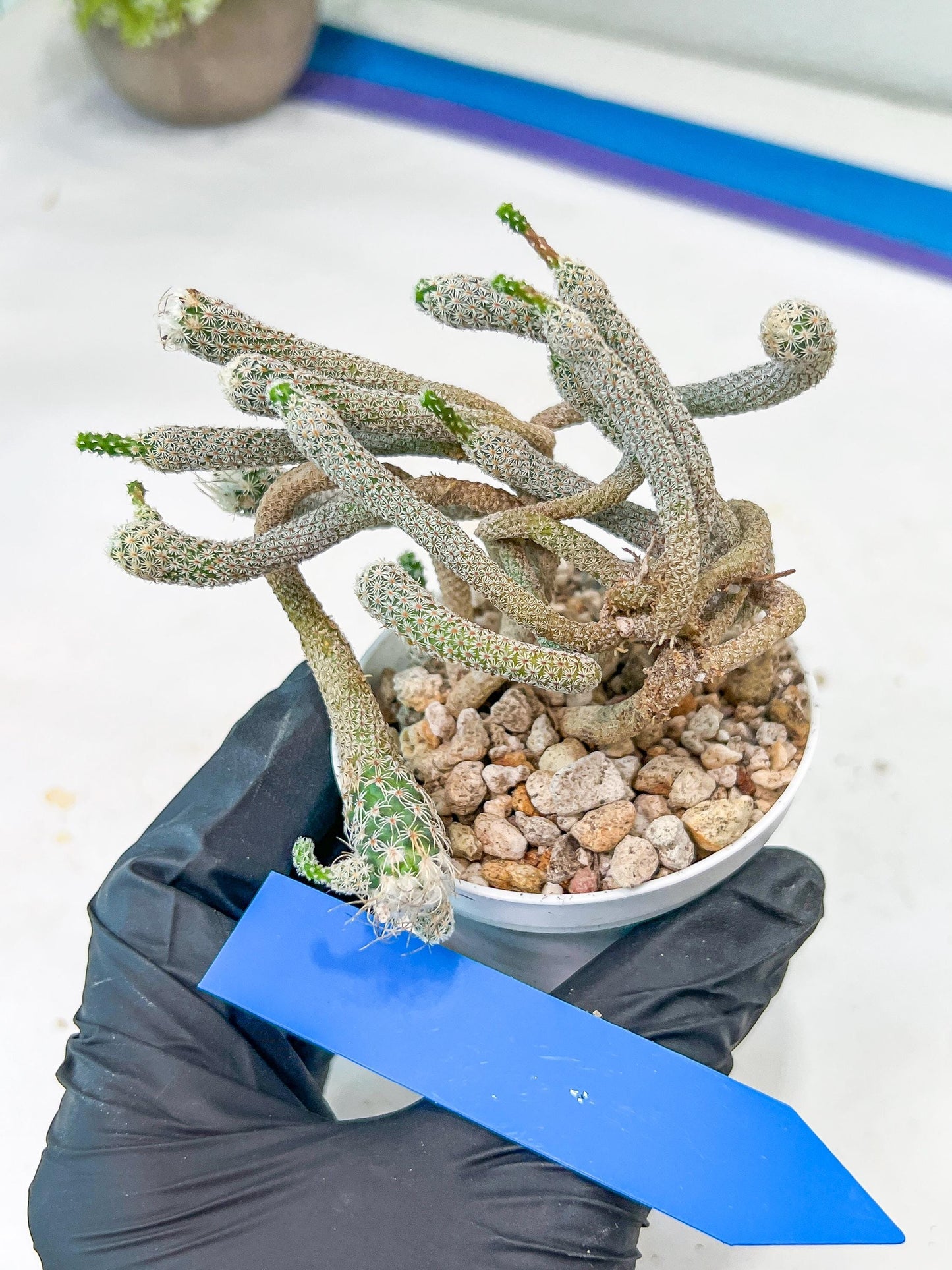 Cluster Krainzianus | Imported Cactus | Rare Succulent