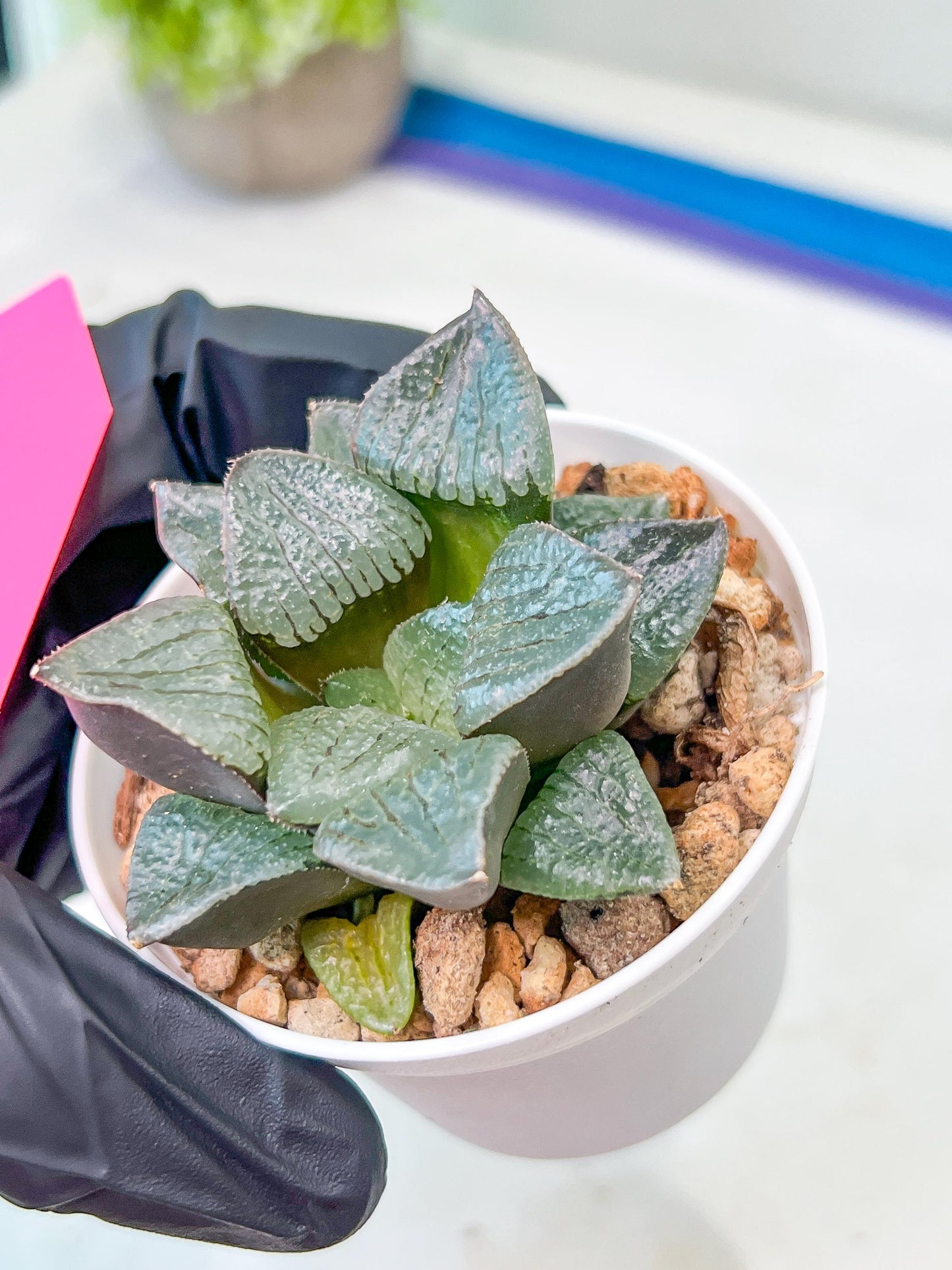 Haworthia Melon Island or Xianggua Dao (H2A) | Imported Succulent