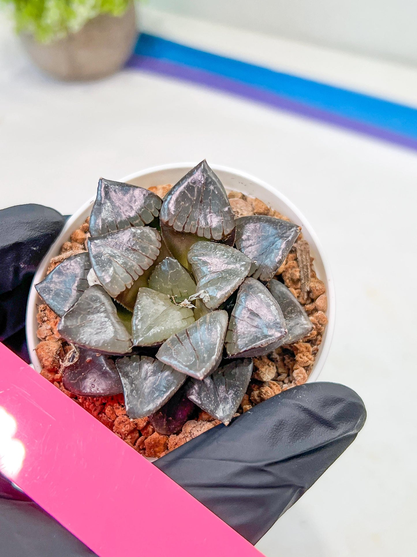 Haworthia Sun Moon Lake or Riyuentan (H2B) | Imported Succulent | Hong Kong Rare Species