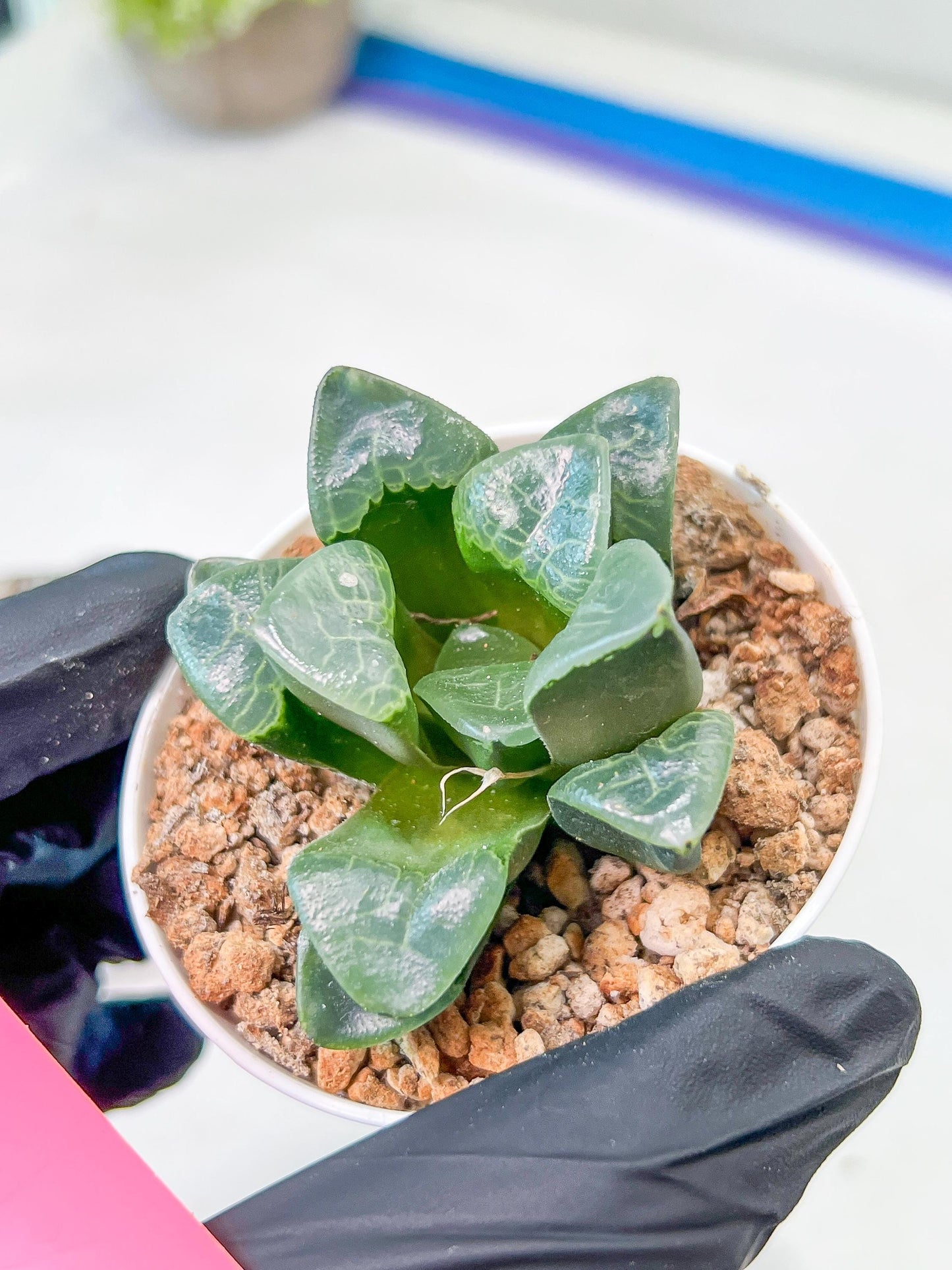Haworthia Xiangyun (H3B) | Imported Succulent