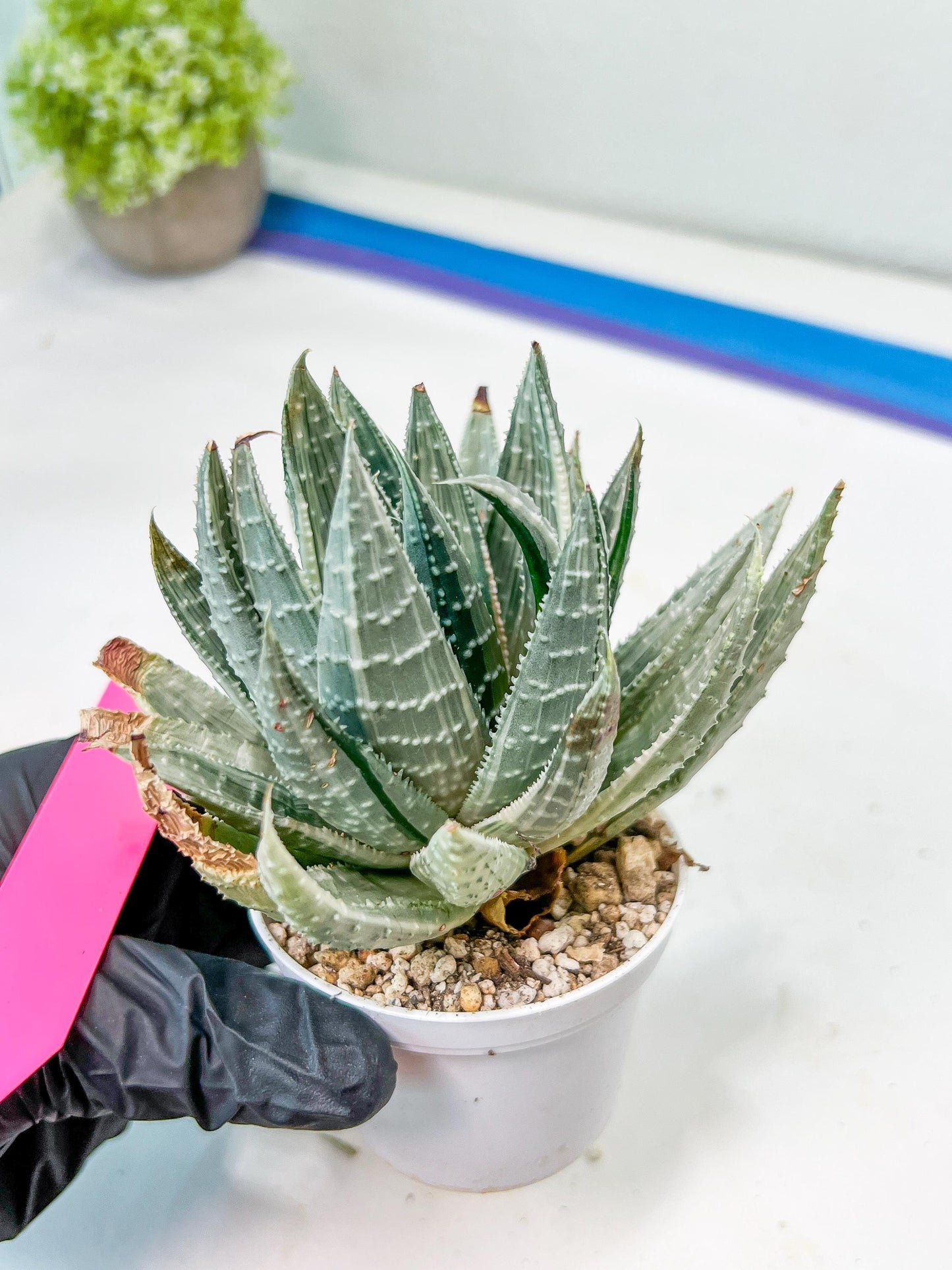 Gasteraloe beguinii Silver variegata | Rare Import