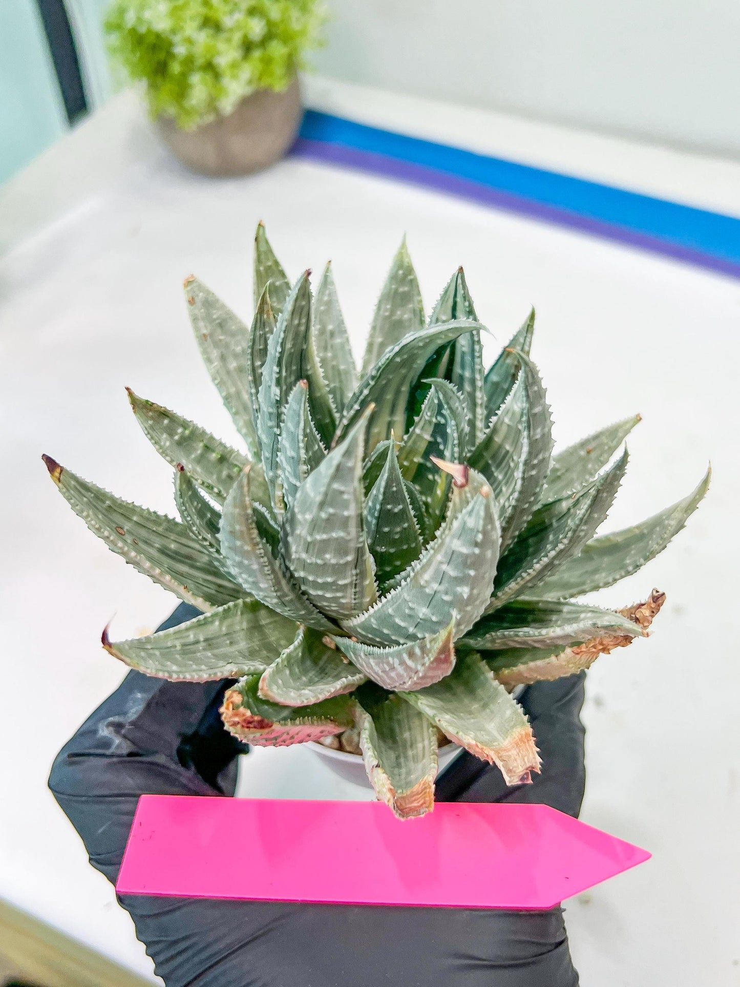 Gasteraloe beguinii Silver variegata | Rare Import