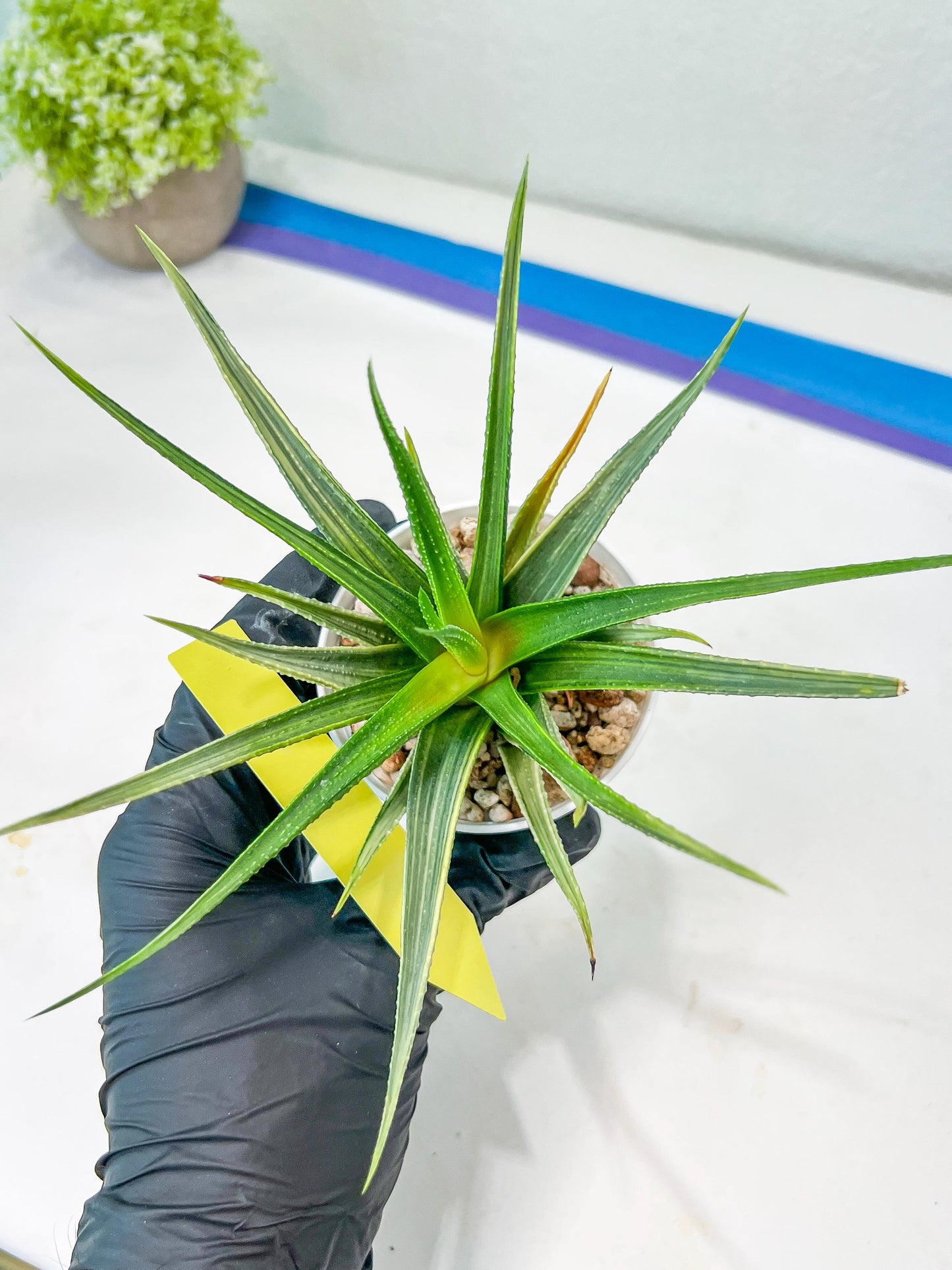 Haworthia Aura (H7) | Impored Haworthia