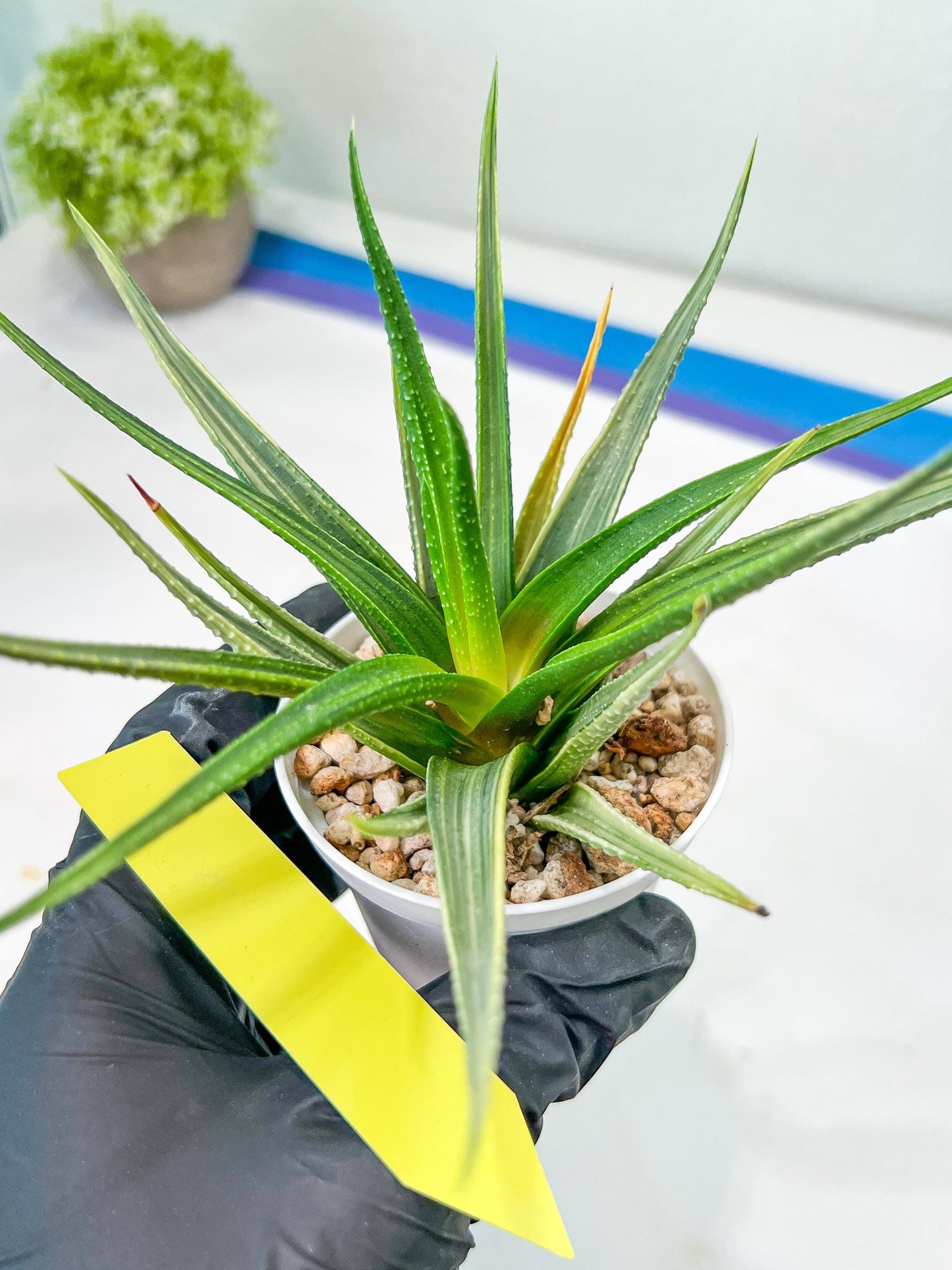 Haworthia Aura (H7) | Impored Haworthia