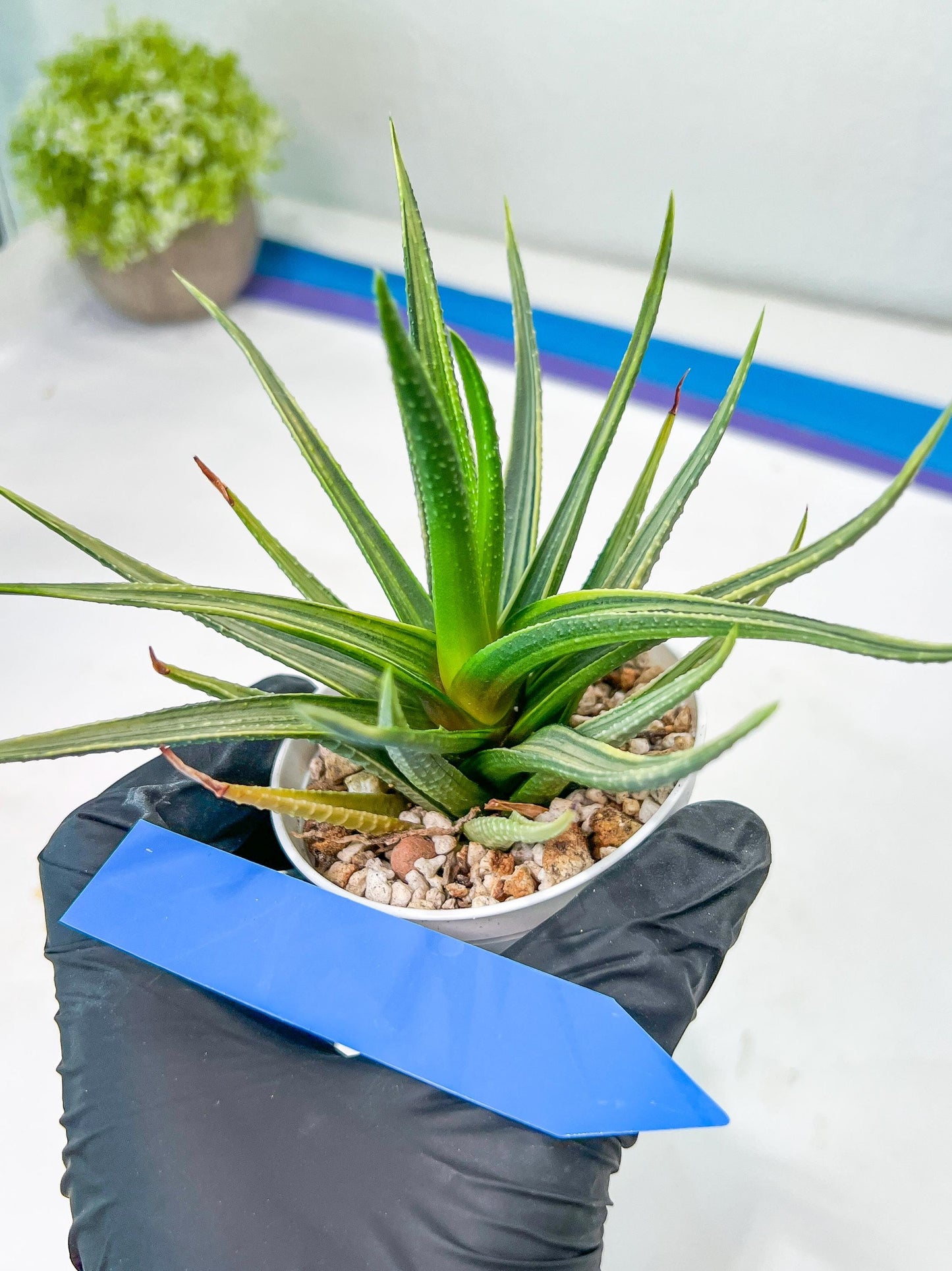 Haworthia Aura (H7) | Impored Haworthia