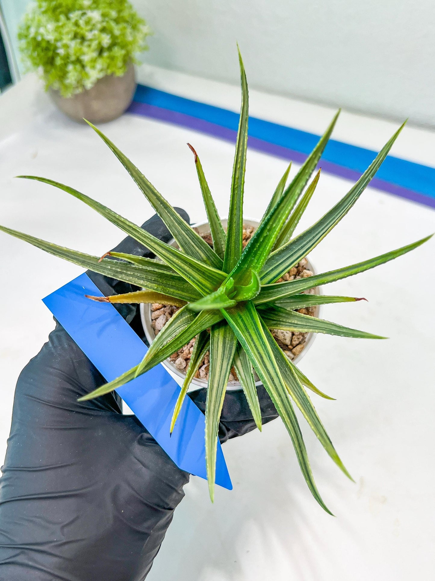 Haworthia Aura (H7) | Impored Haworthia