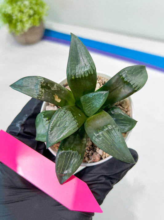 Haworthia Bayeri Konoha (#H7) | Imported Succulent