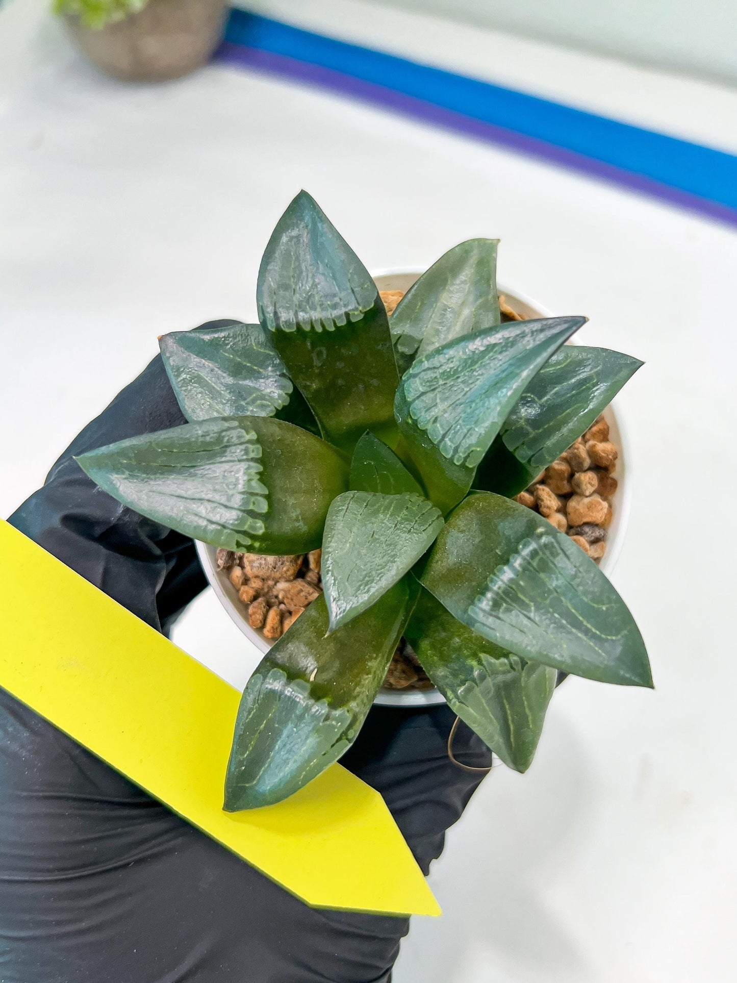 Haworthia Bayeri Konoha (#H7) | Imported Succulent
