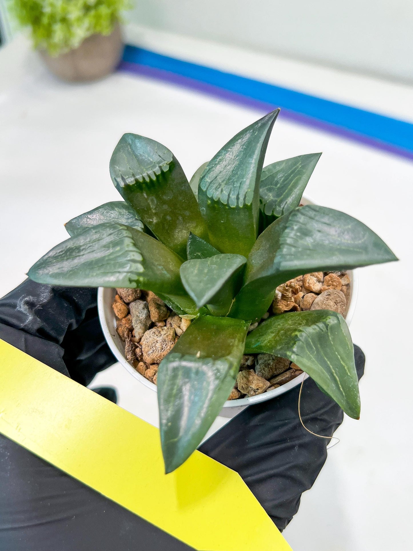 Haworthia Bayeri Konoha (#H7) | Imported Succulent