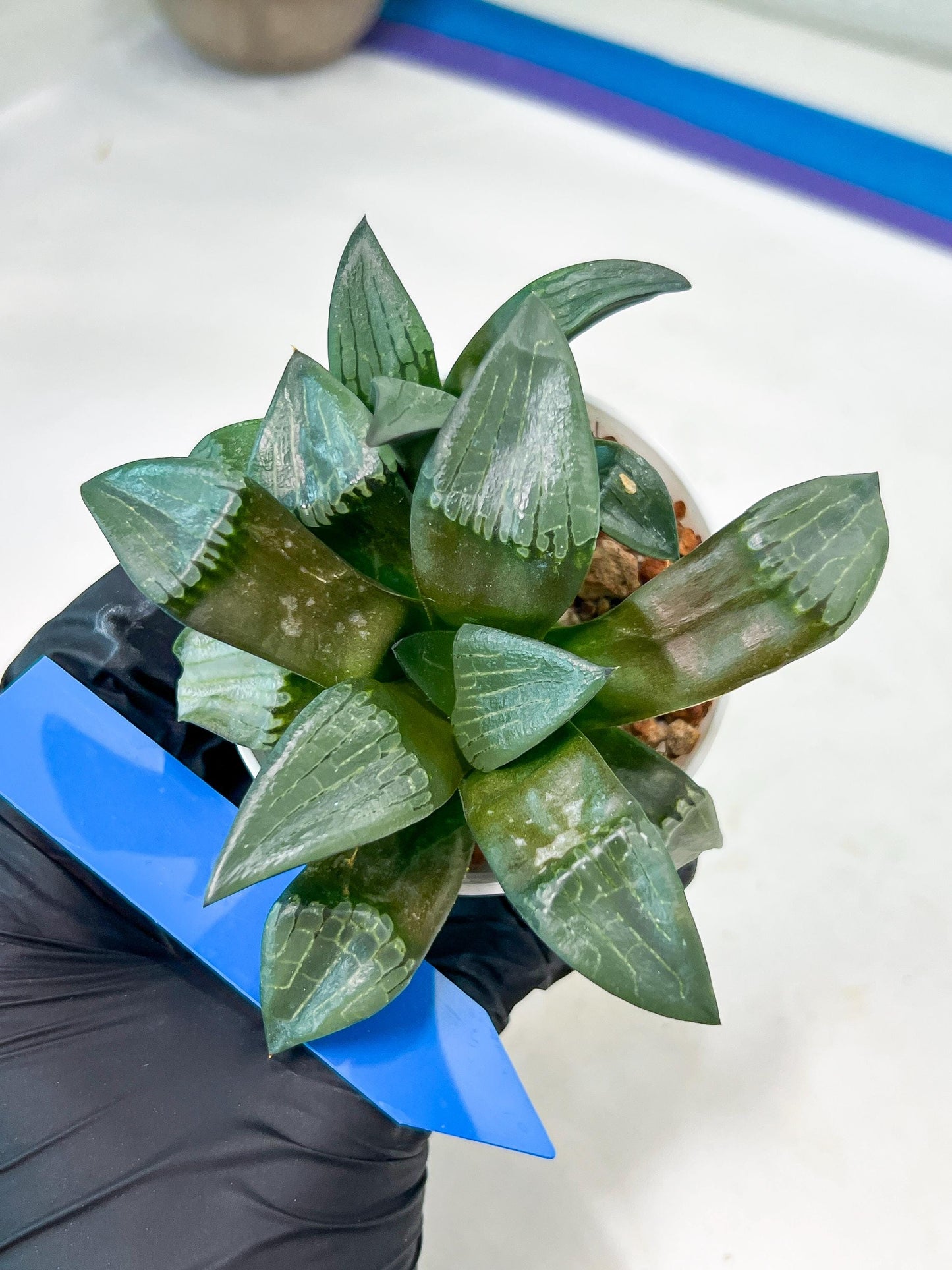 Haworthia Bayeri Konoha (#H7) | Imported Succulent