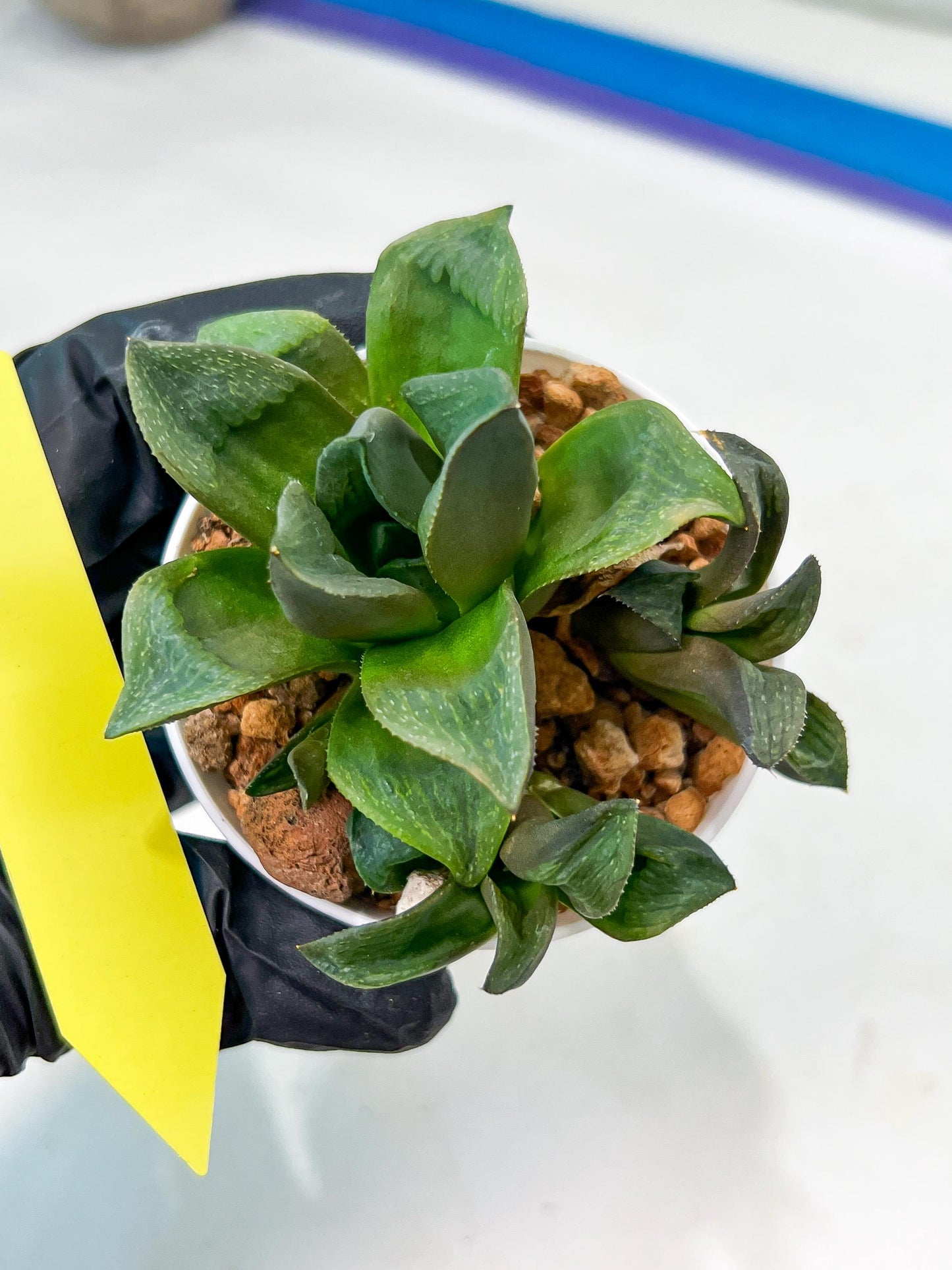 Haworthia Stabilo (#H7) | Imported Succulent | Hong Kong Rare Species