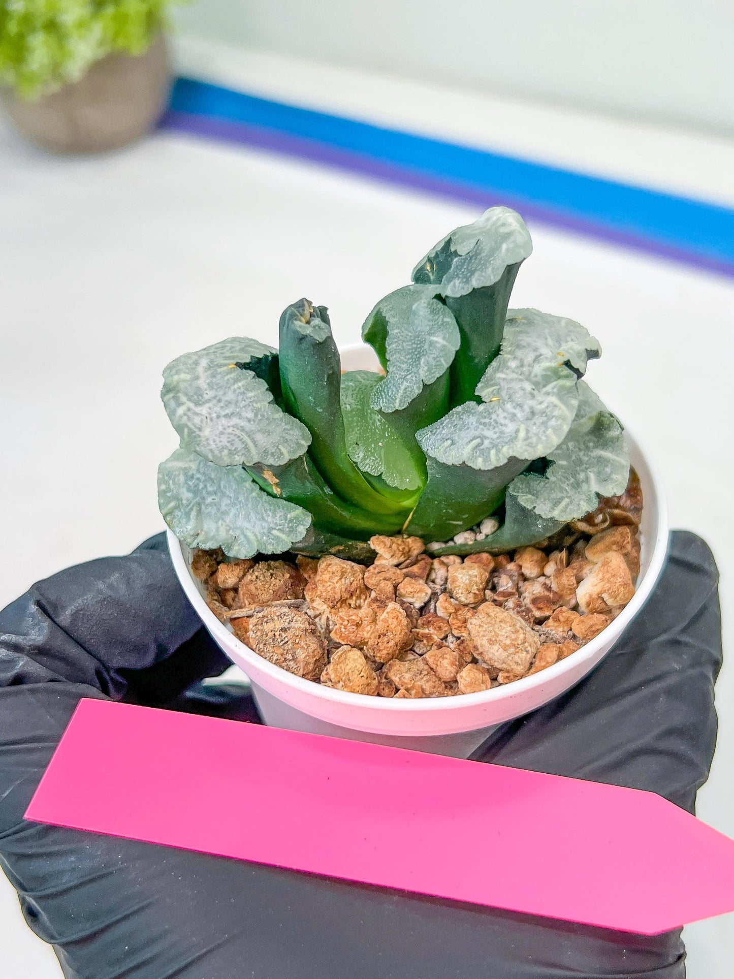 Haworthia Truncata White Mammoth (#H7) | Imported Succulent | Hong Kong Rare Species