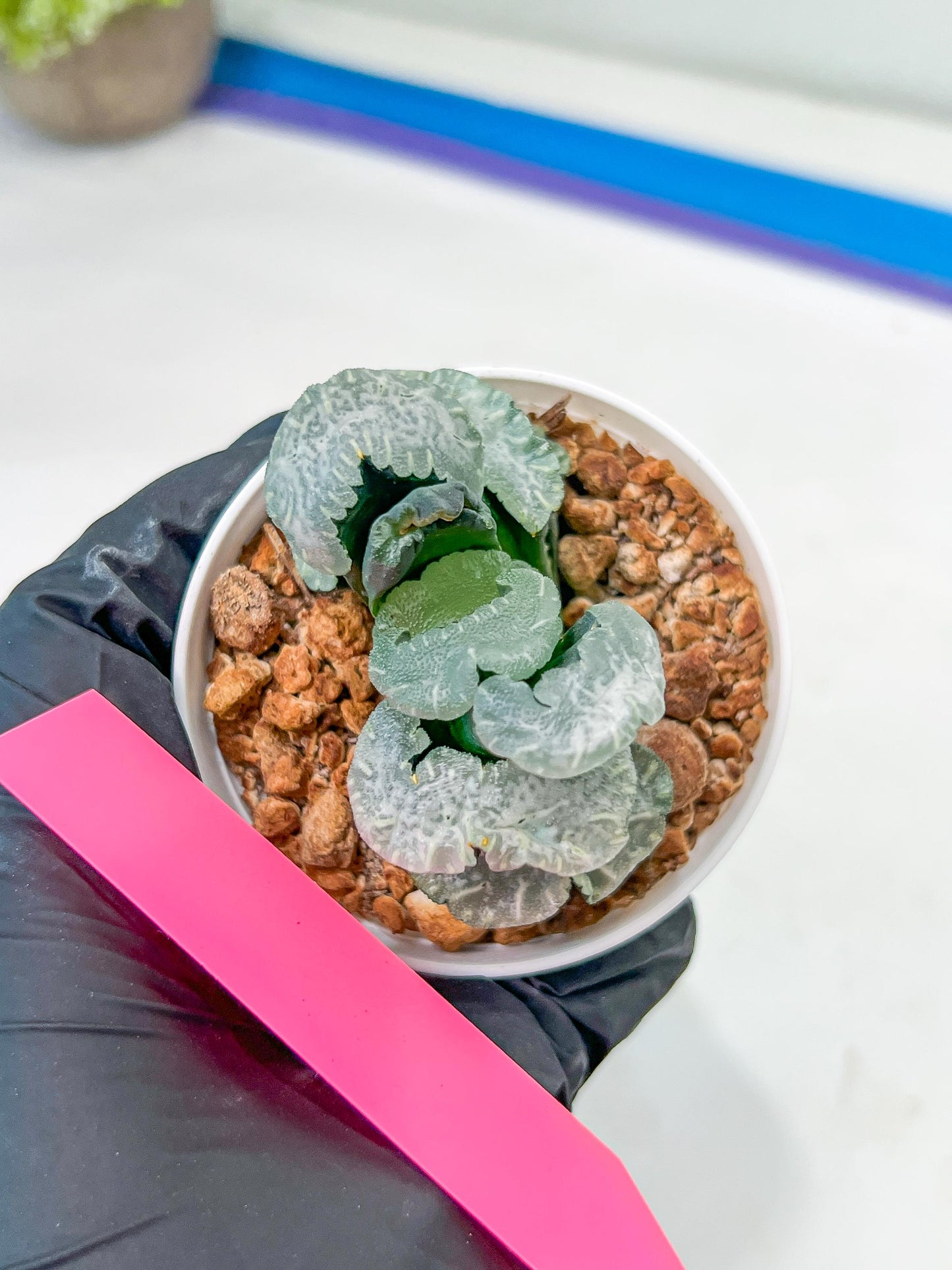 Haworthia Truncata White Mammoth (#H7) | Imported Succulent | Hong Kong Rare Species