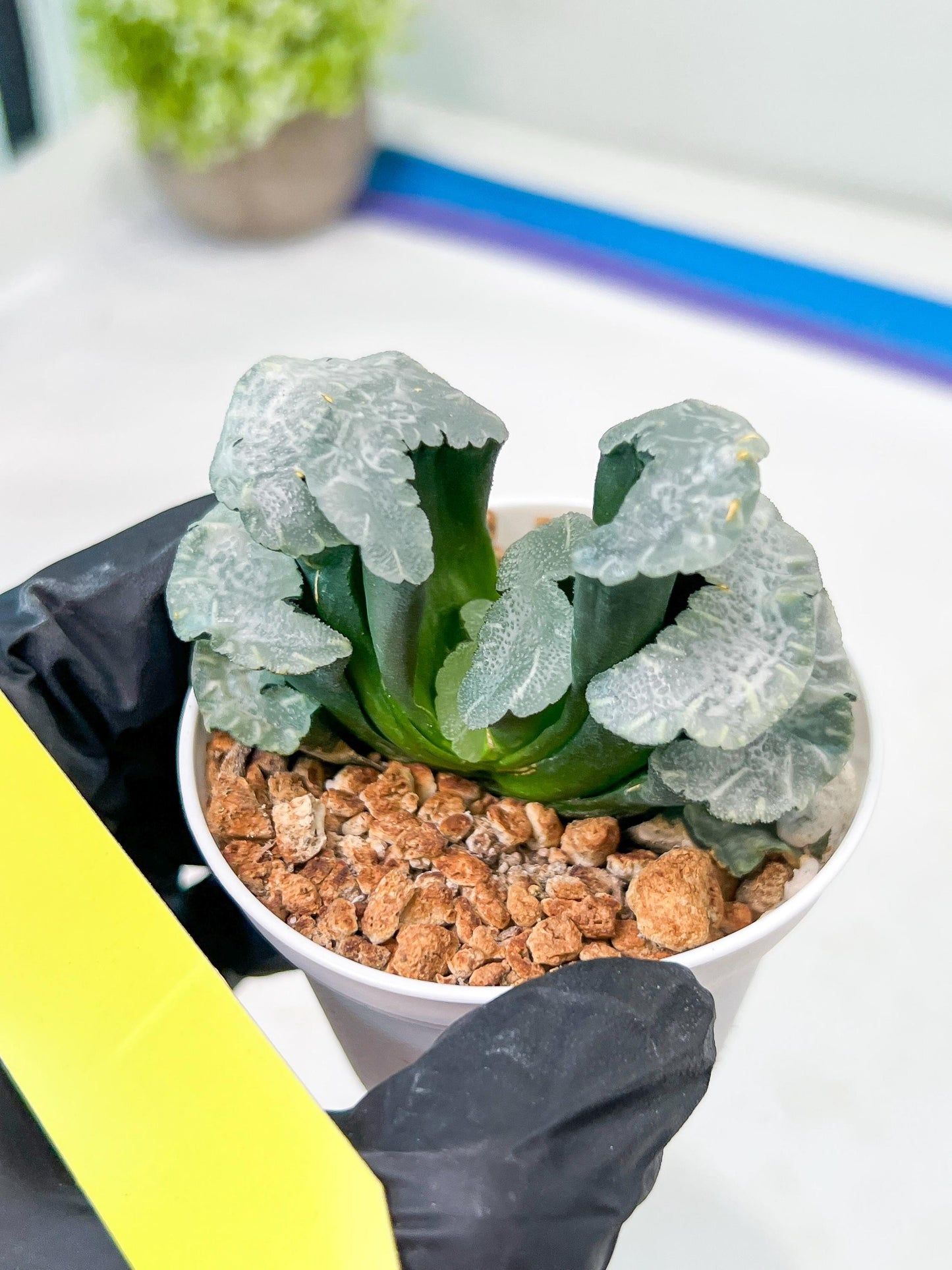 Haworthia Truncata White Mammoth (#H7) | Imported Succulent | Hong Kong Rare Species
