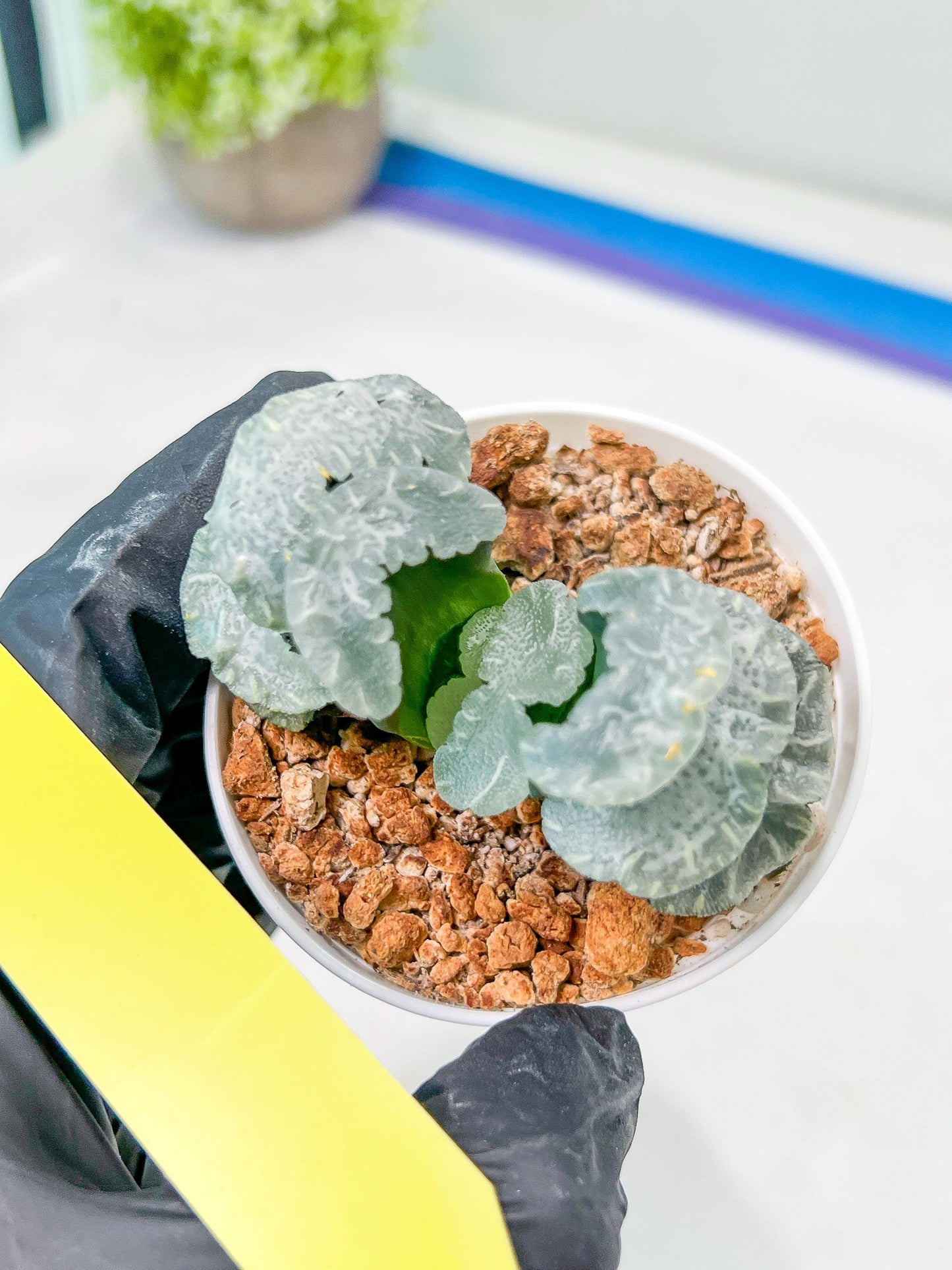 Haworthia Truncata White Mammoth (#H7) | Imported Succulent | Hong Kong Rare Species