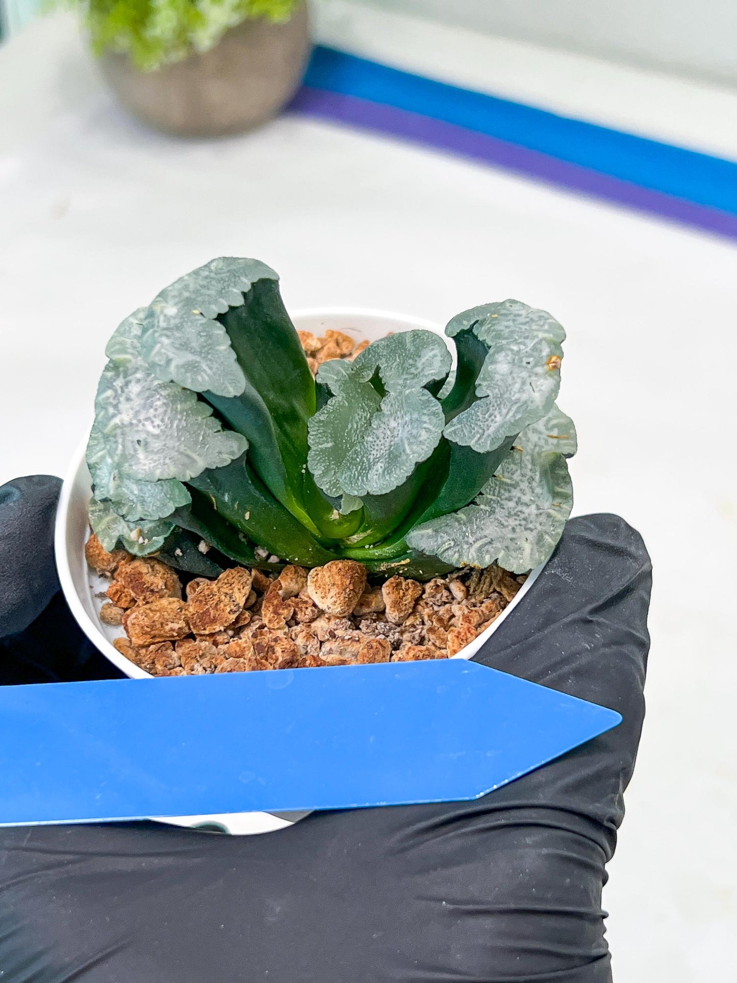 Haworthia Truncata White Mammoth (#H7) | Imported Succulent | Hong Kong Rare Species