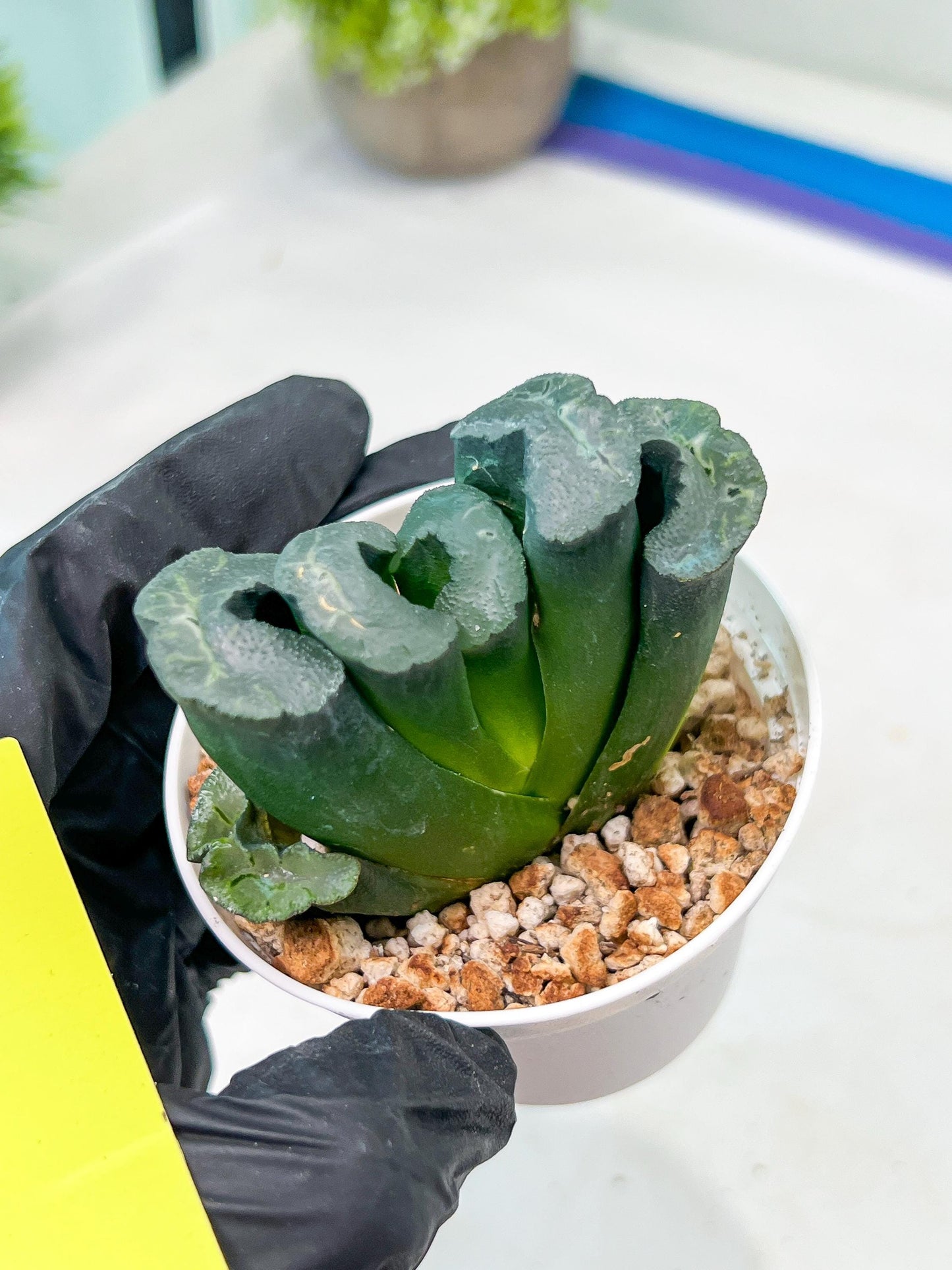 Haworthia Green Fall (#H7) | Imported Succulent | Hong Kong Rare Species