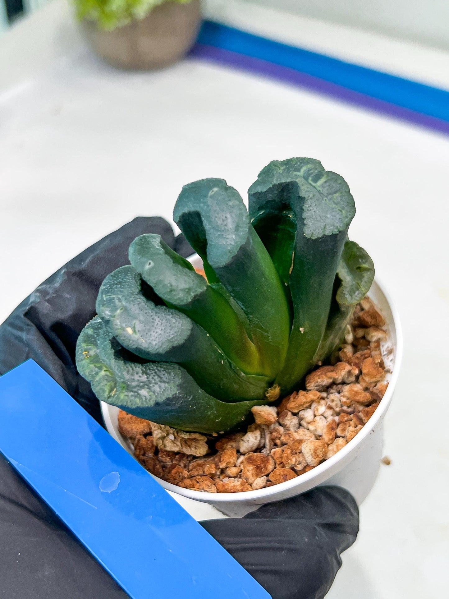 Haworthia Green Fall (#H7) | Imported Succulent | Hong Kong Rare Species