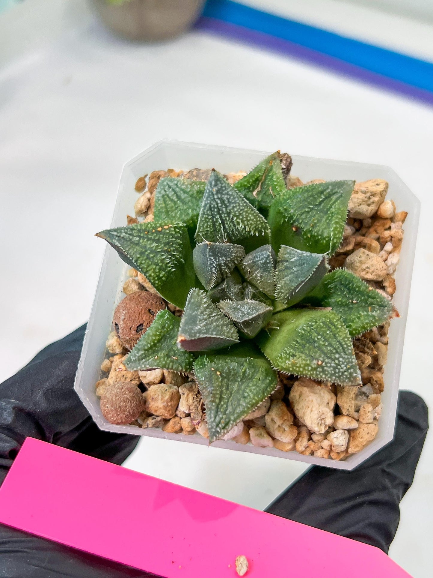 Haworthia cv. Hakuma (#H7) | Impored Haworthia