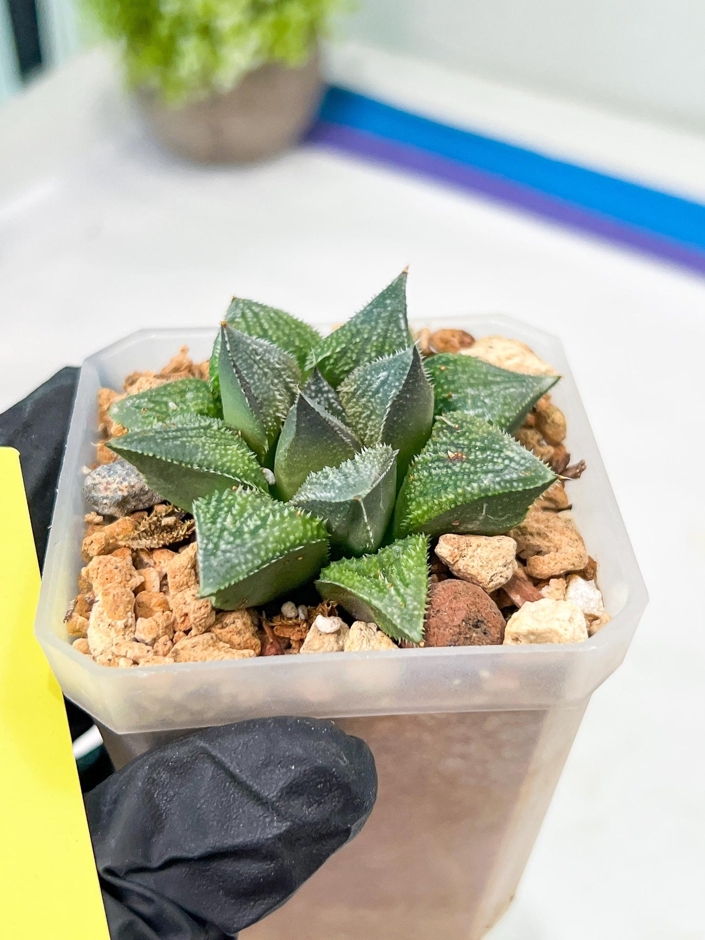 Haworthia cv. Hakuma (#H7) | Impored Haworthia