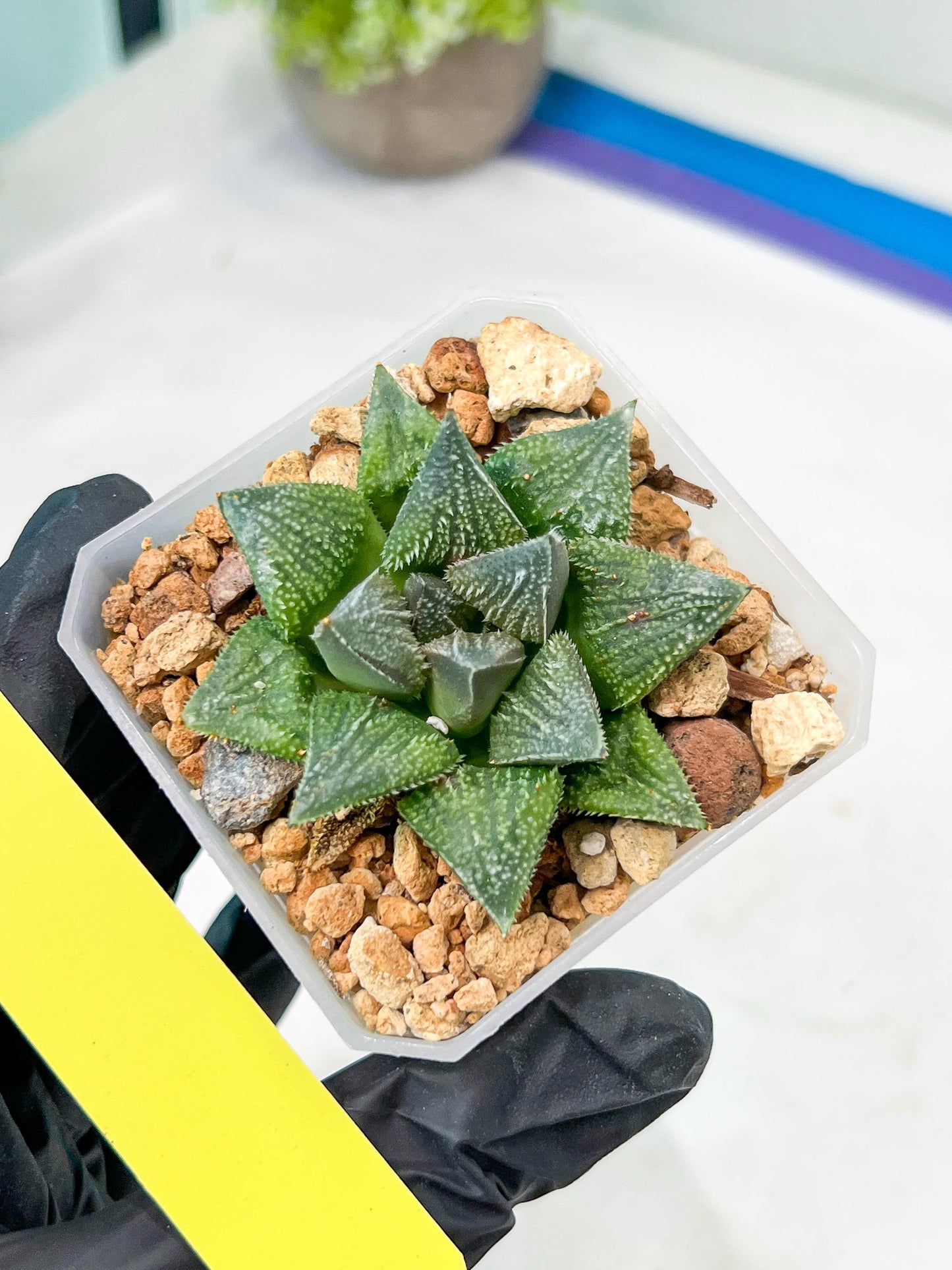 Haworthia cv. Hakuma (#H7) | Impored Haworthia
