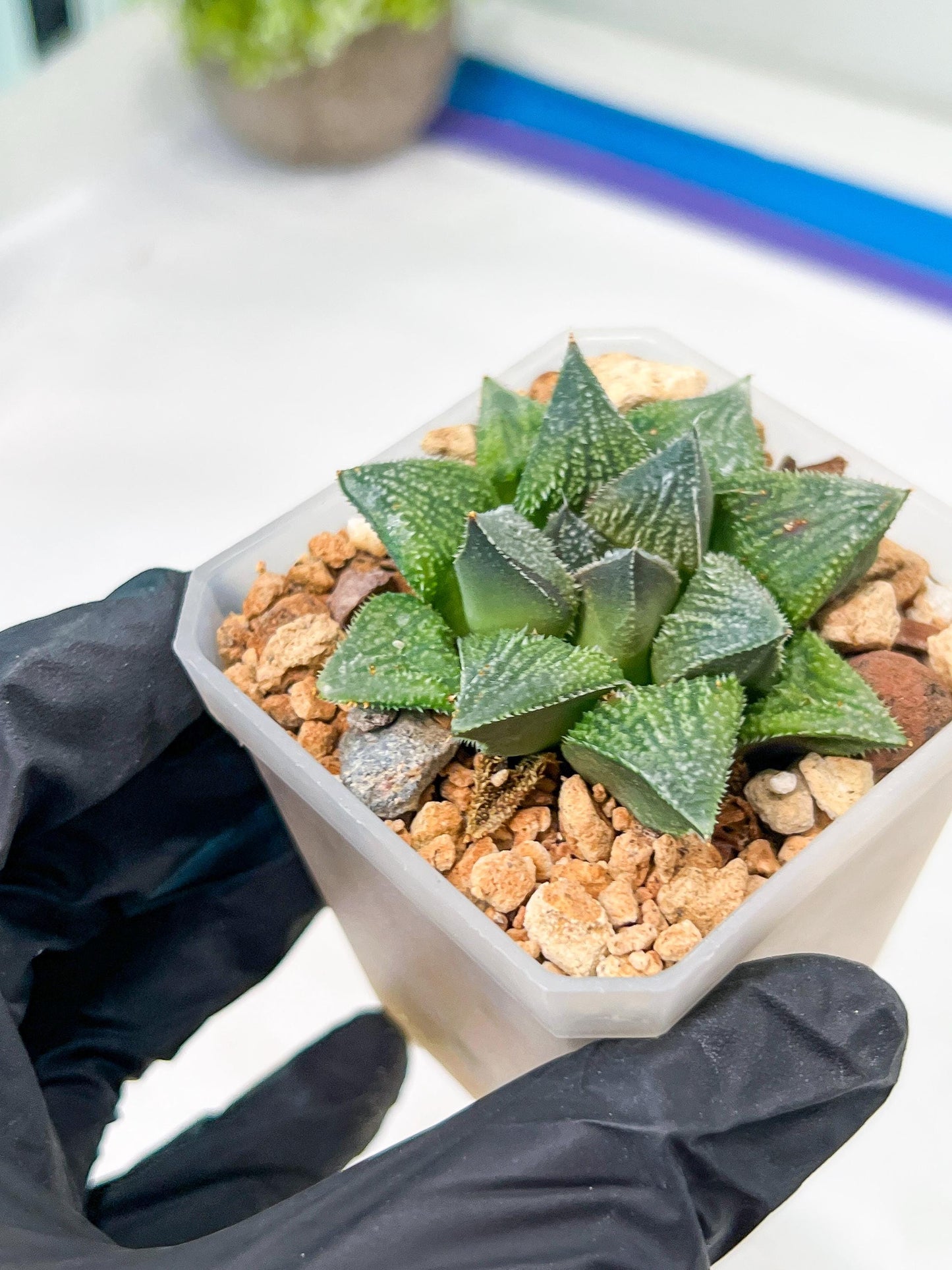 Haworthia cv. Hakuma (#H7) | Impored Haworthia