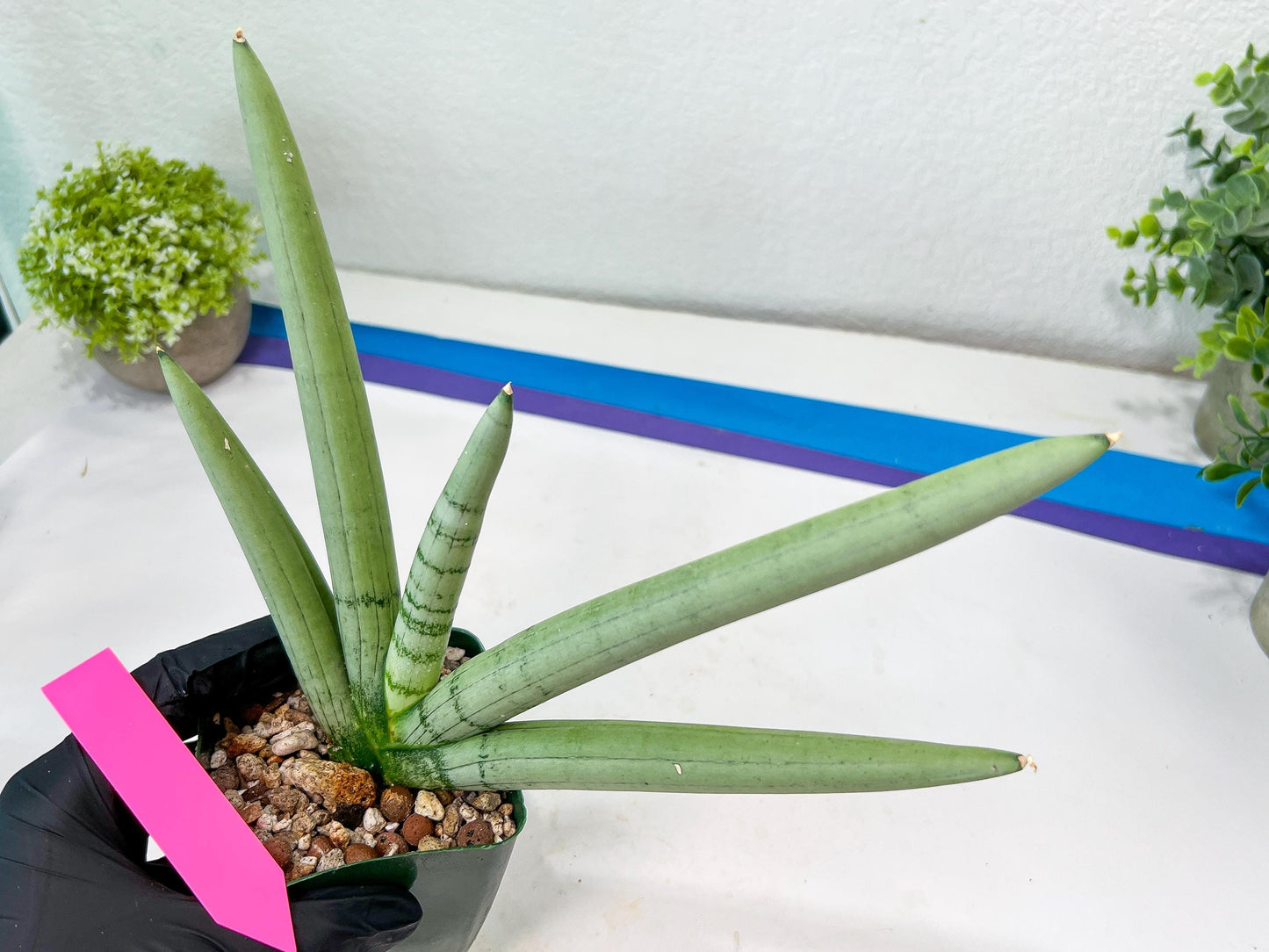 Sansevieria Boncel PLATINUM (#C7) | Imported Plants | Rare Hybrid Species