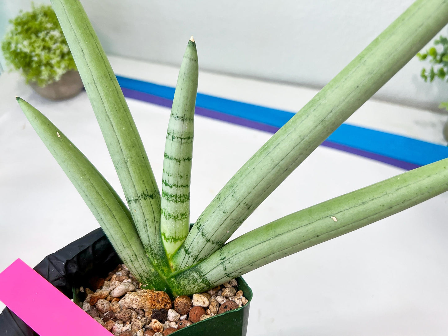Sansevieria Boncel PLATINUM (#C7) | Imported Plants | Rare Hybrid Species