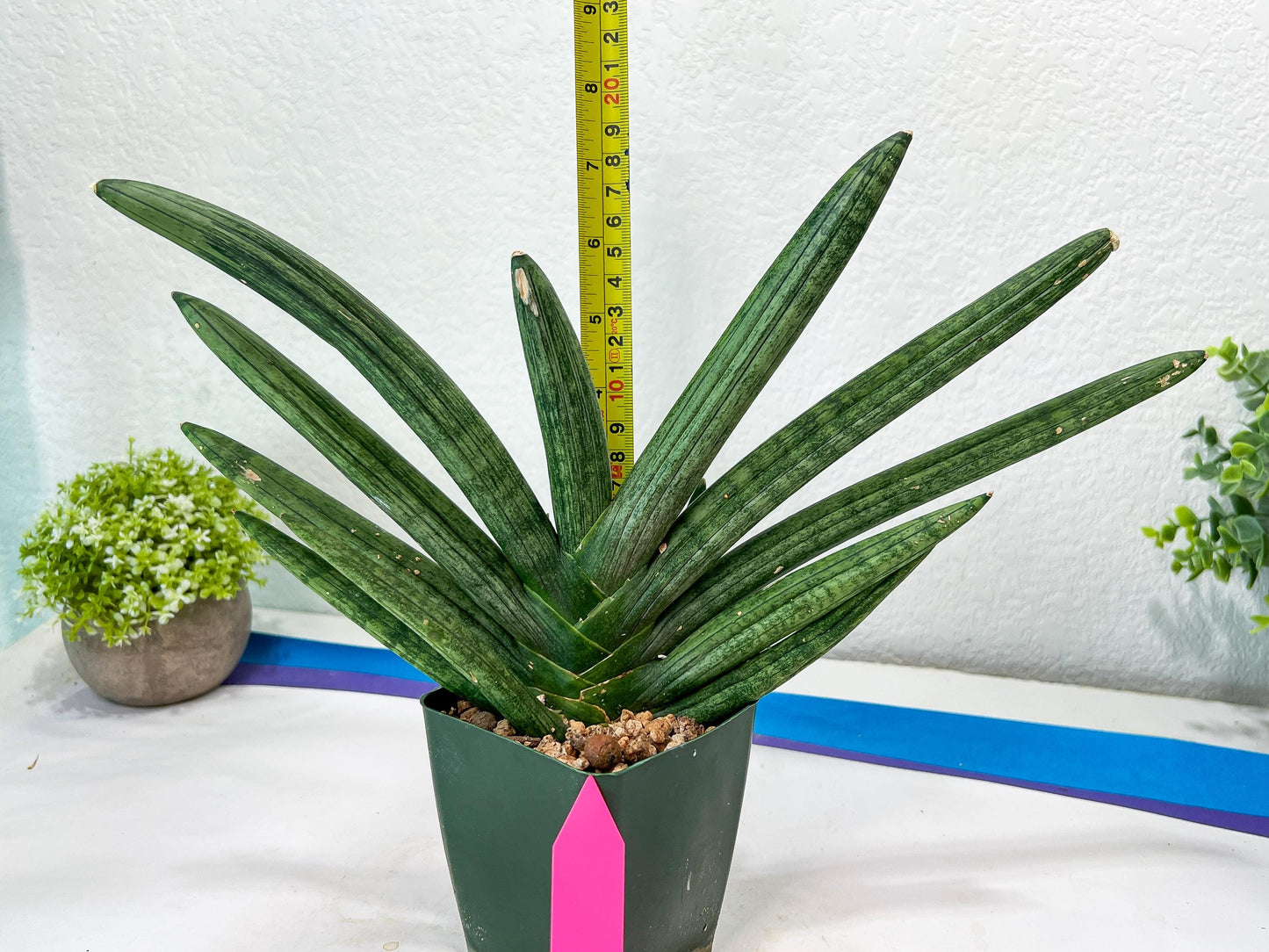 Sansevieria Boncel Devil (#C7) | Imported Plants | Rare Hybrid Species