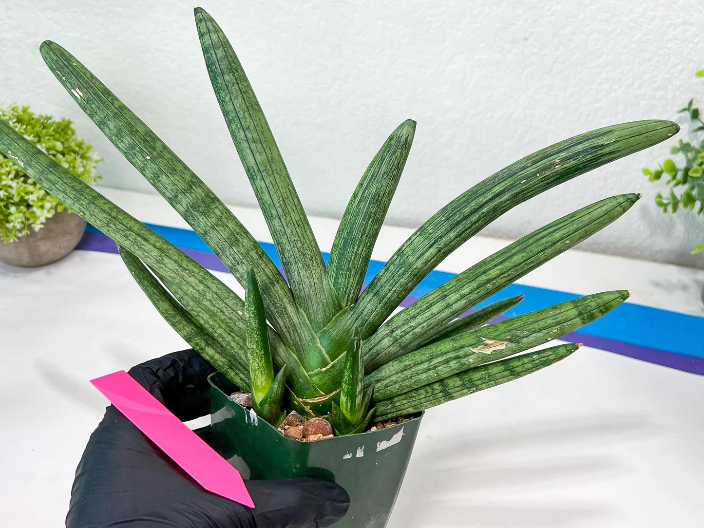 Sansevieria Boncel Devil (#C7) | Imported Plants | Rare Hybrid Species
